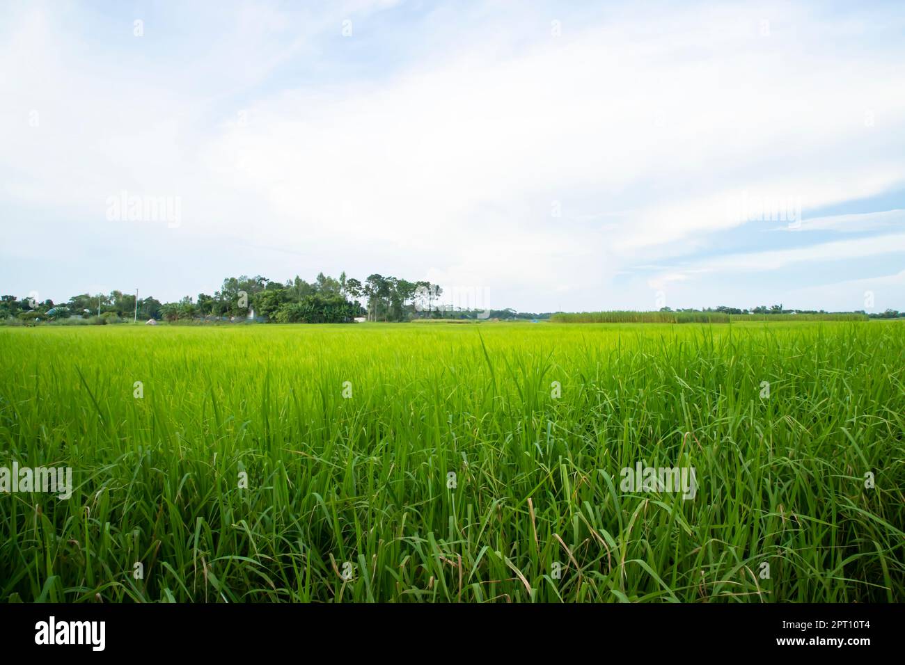 Bellissimi campi di riso verdi con cieli nuvolosi contrastanti Foto Stock