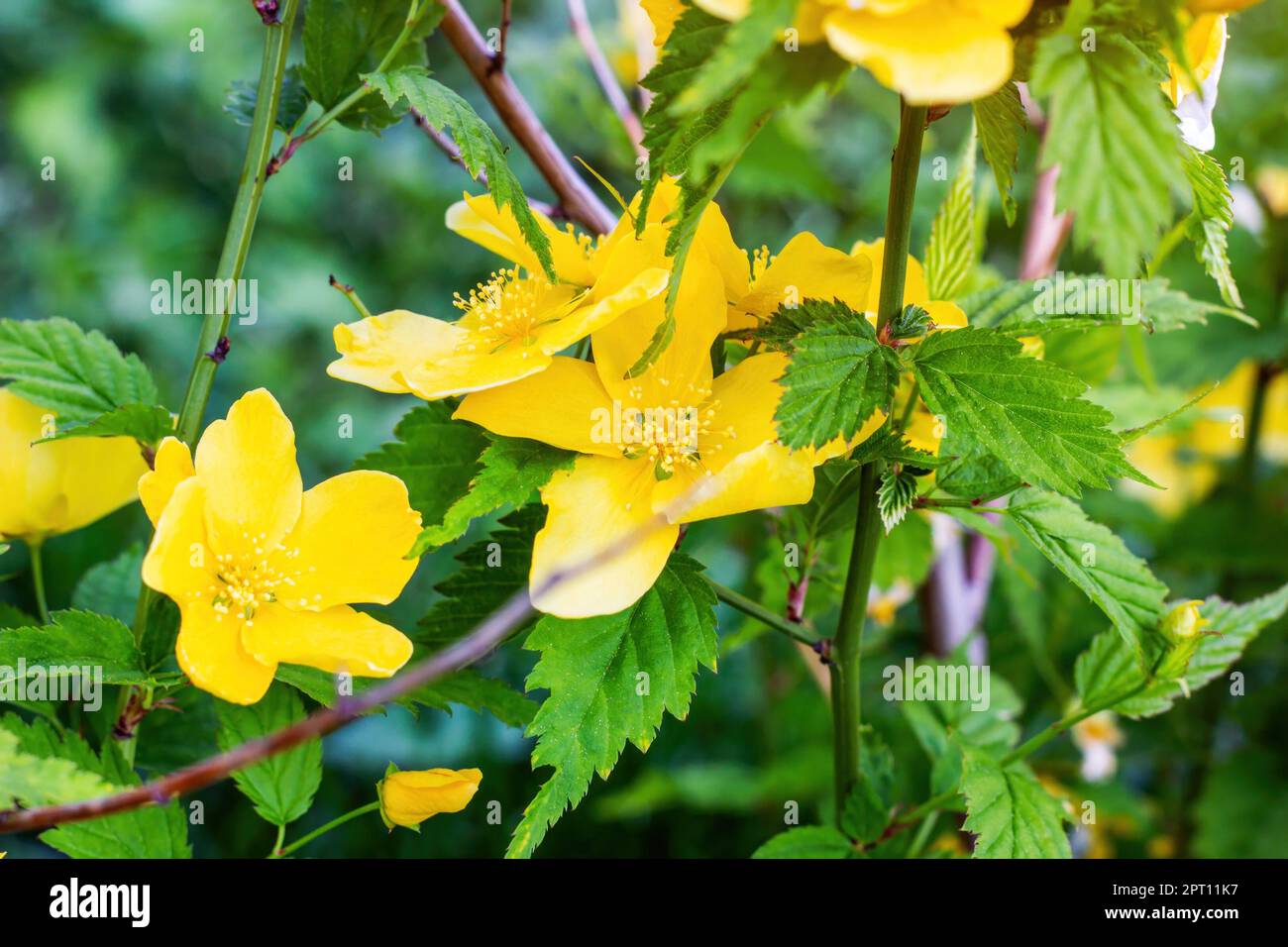 Rosa cinese giallo brillante (Kerria japonica Pleniflora) fiori in primavera nel giardino primo piano. Foto Stock