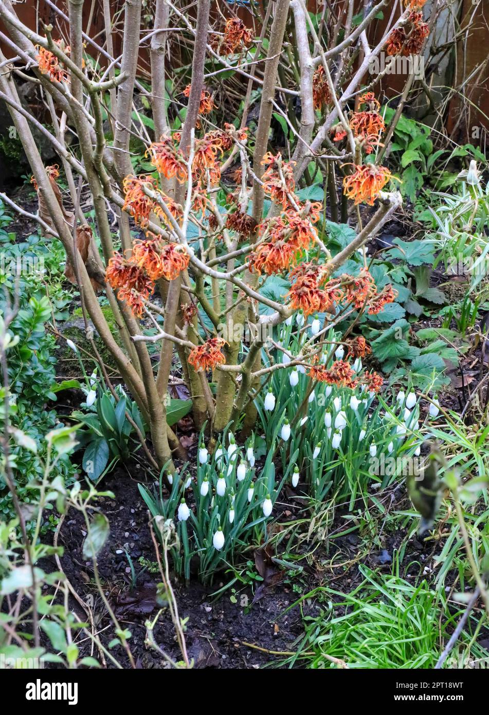 Snowdrops comune (Galanthus nivalis) cresce al di sotto di una strega Hazel amamelide Hamamelis x intermedia "Jelena' Staffordshire, England, Regno Unito Foto Stock