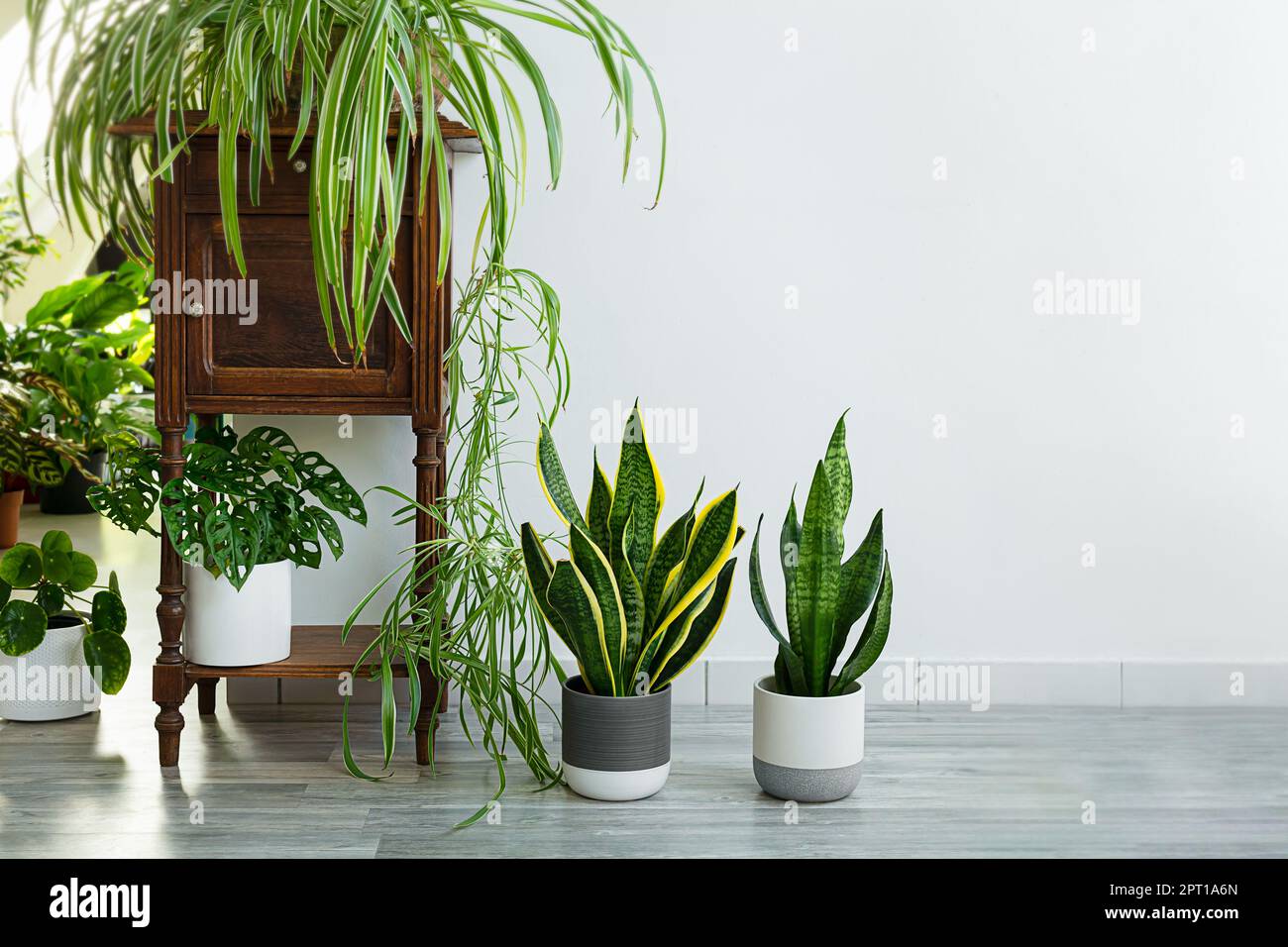 Piante da interno variete - sanseveria, chlorophytum in camera con pareti chiare, concetto di giardino interno Foto Stock