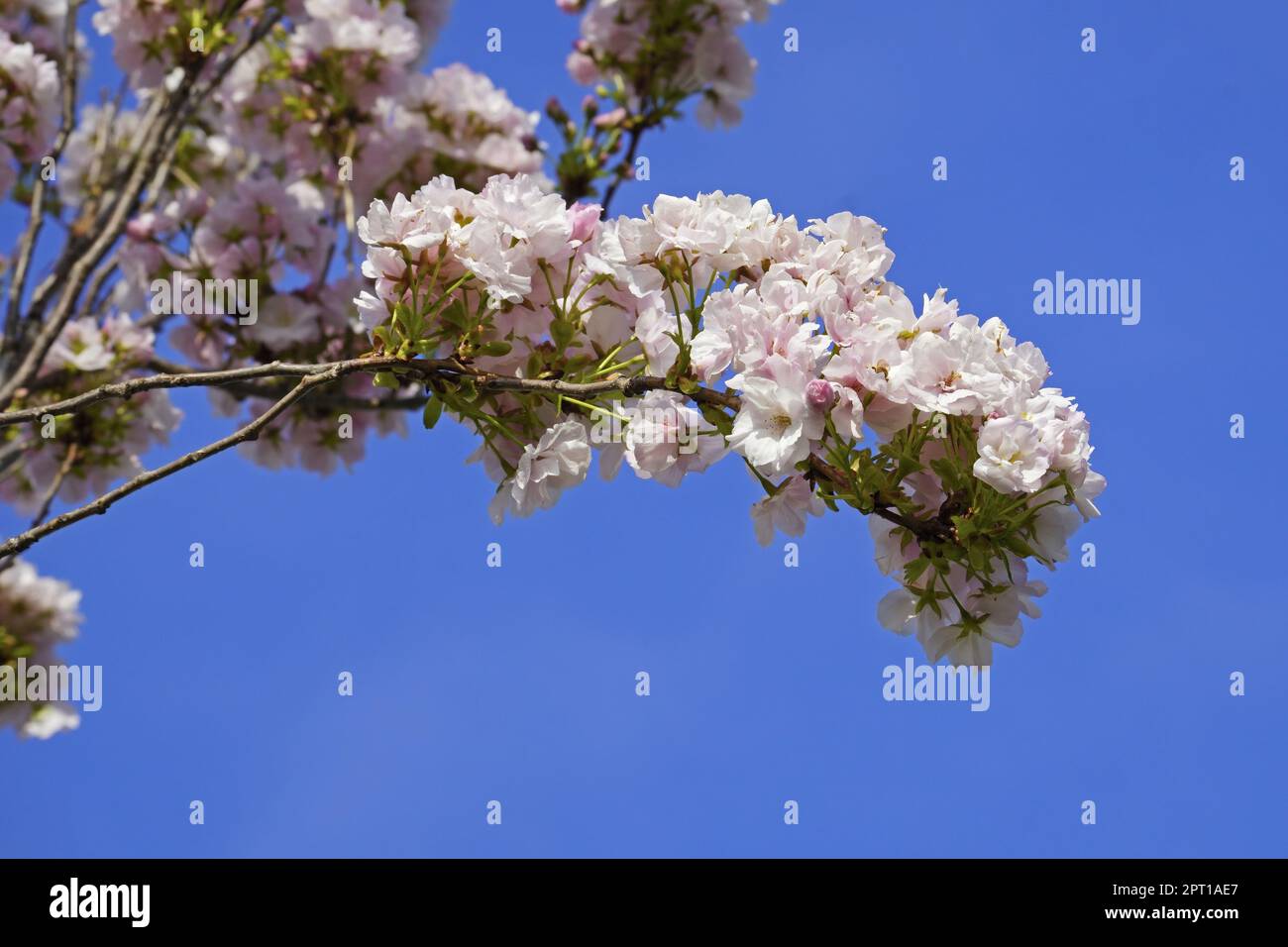 Particolare di un ramo di ciliegio giapponese in piena fioritura, Prunus serrulata, Rosaceae Foto Stock