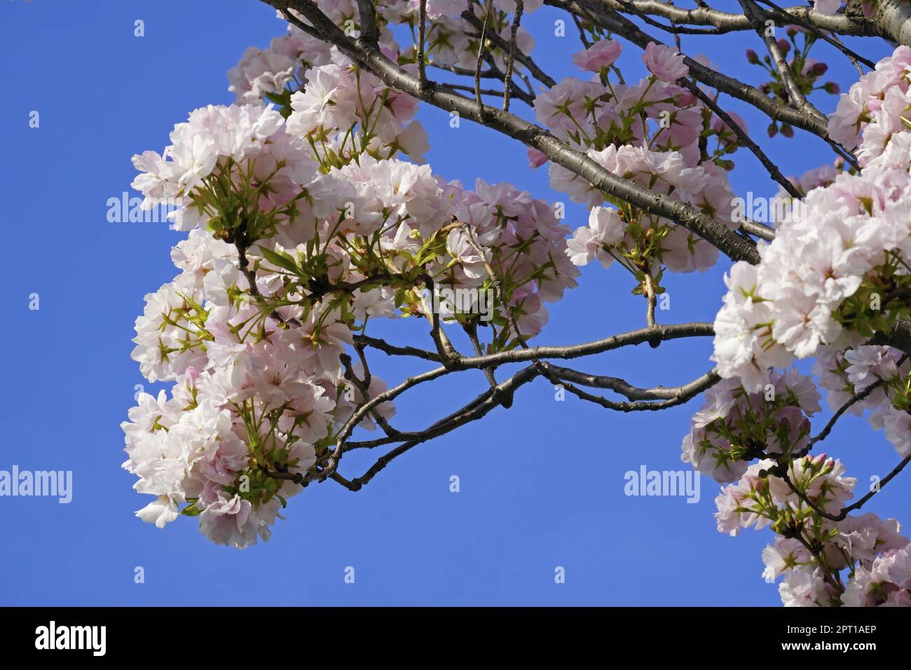 Particolare di un ciliegio giapponese in piena fioritura, Prunus serrulata, Rosaceae Foto Stock