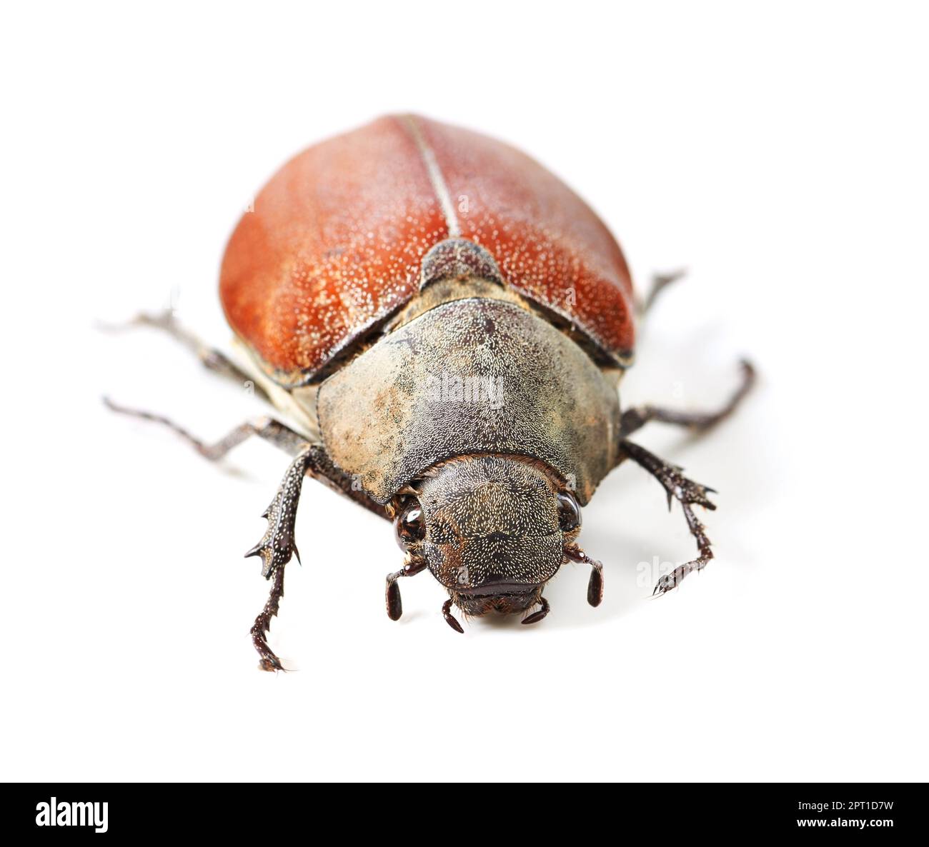 La bellezza degli coleotteri. Macrofotografia di uno scarabeo rosso e marrone isolato su bianco Foto Stock