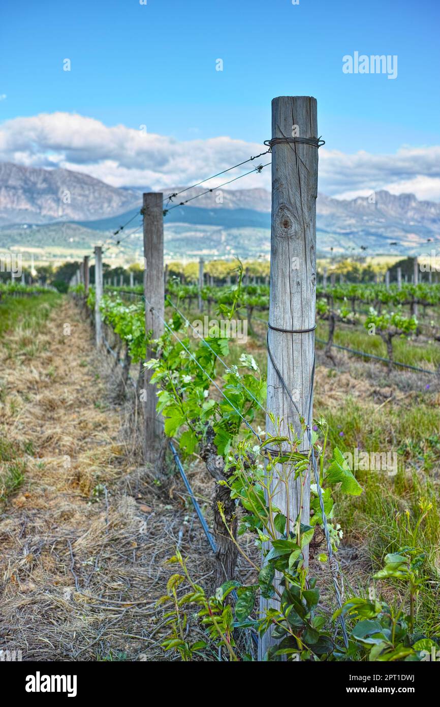 Wester Cape Winelands. Una vista panoramica di un vigneto nelle vigne del Capo Foto Stock