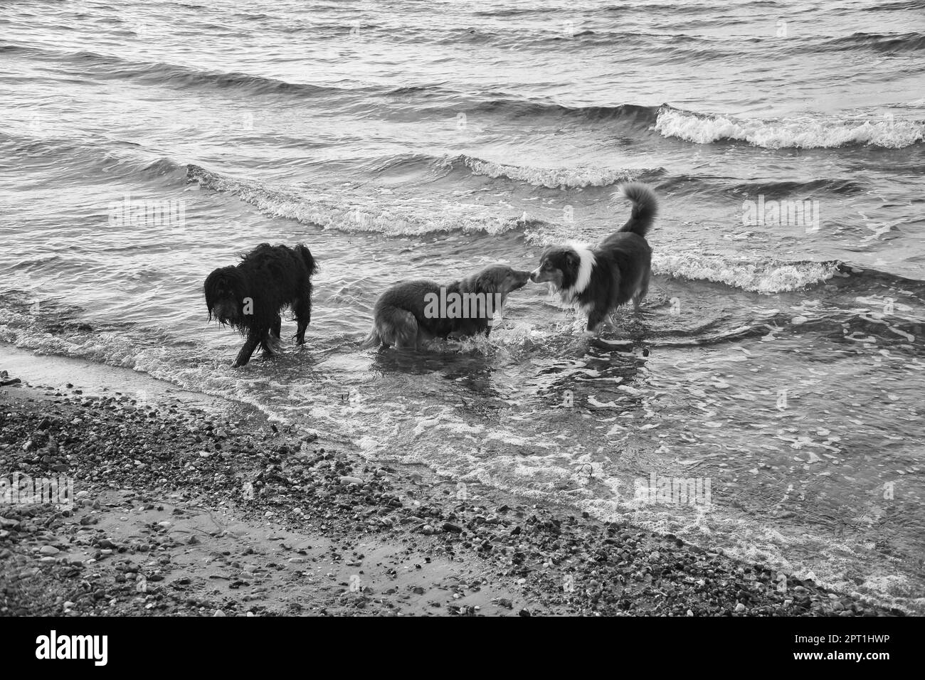 Goldendoodle e cani pastore australiani che giocano in mare. Frolicking in acqua con un sacco di divertimento. Foto degli animali sulla spiaggia Foto Stock