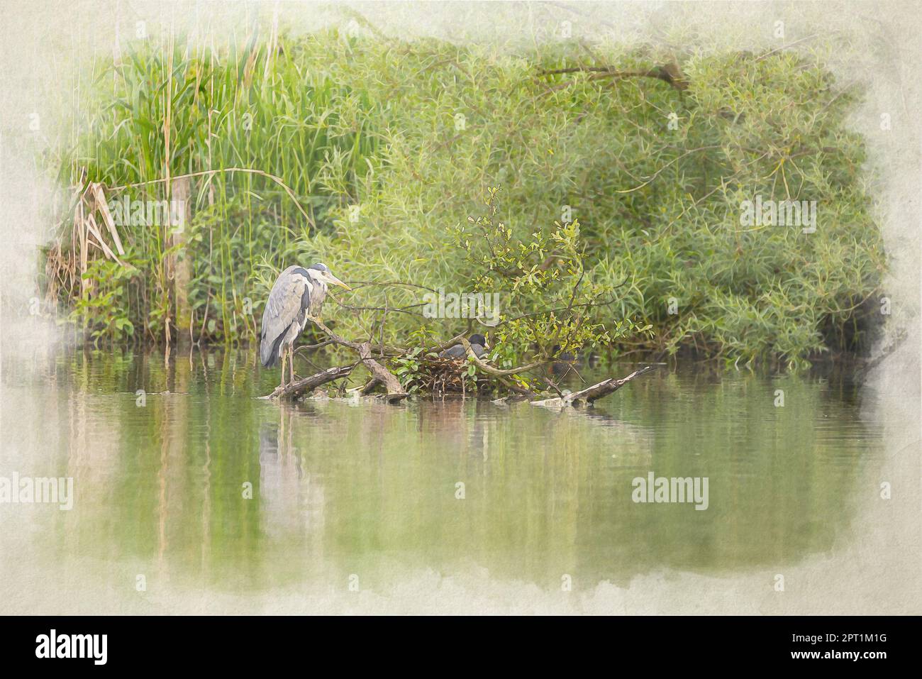 Un dipinto digitale ad acquerello dell'Heron grigio predatore a zampe lunghe, Ardea cinerea della famiglia Ardeidae, arroccato su un albero su un lago nel Foto Stock