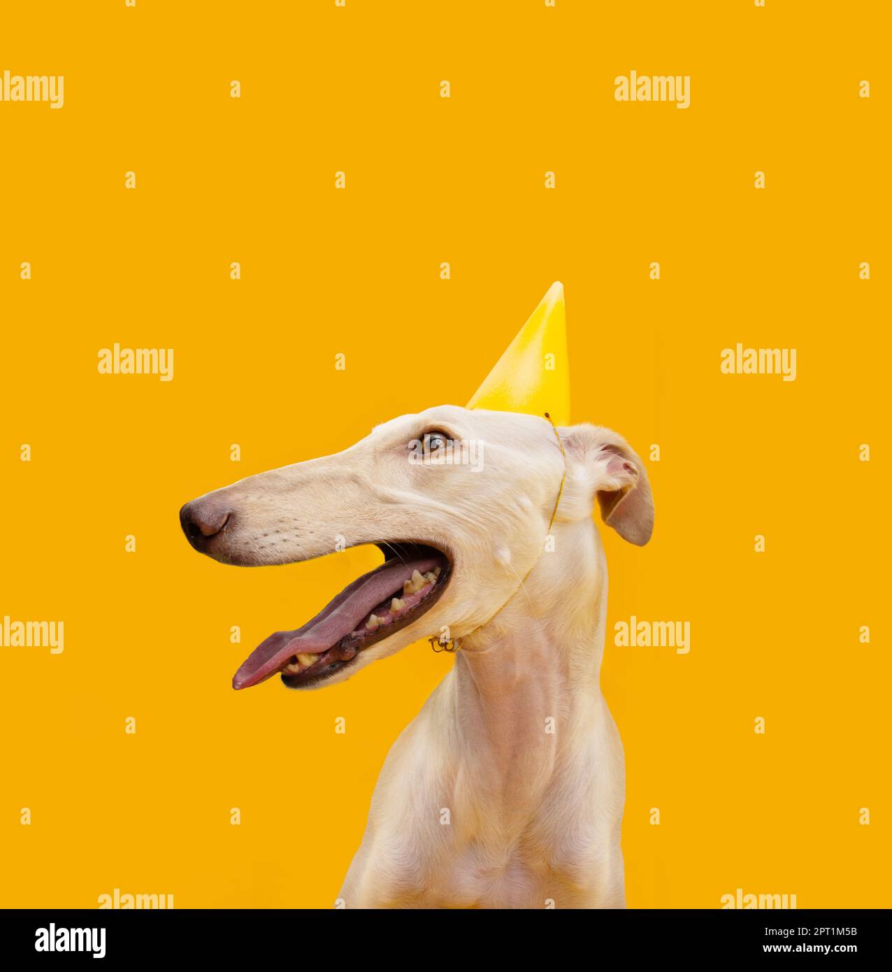 Cane levriero spagnolo festeggia il giorno della festa, carnevale con un cappello da festa. Isolato su sfondo giallo Foto Stock