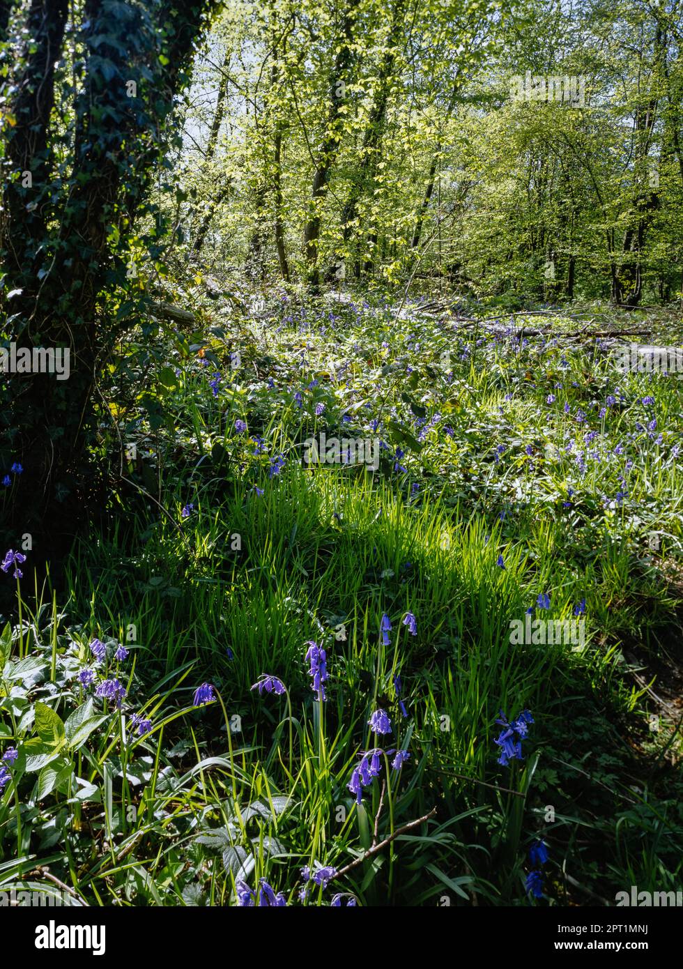 Bluebell boschi in primavera Foto Stock