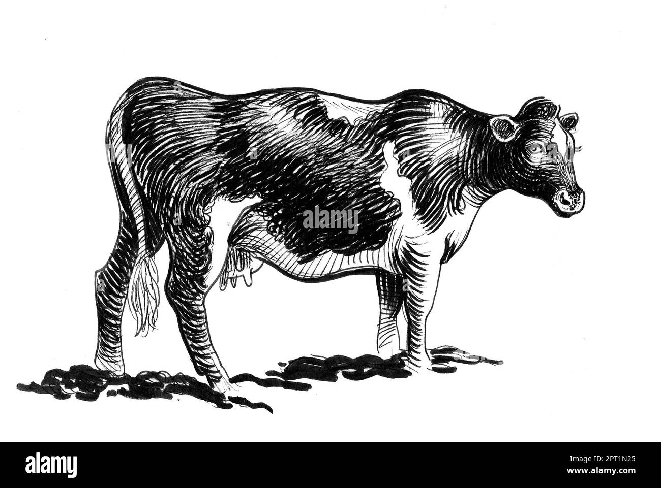 Mucca in piedi. Inchiostro disegnato a mano su carta disegno in bianco e nero Foto Stock