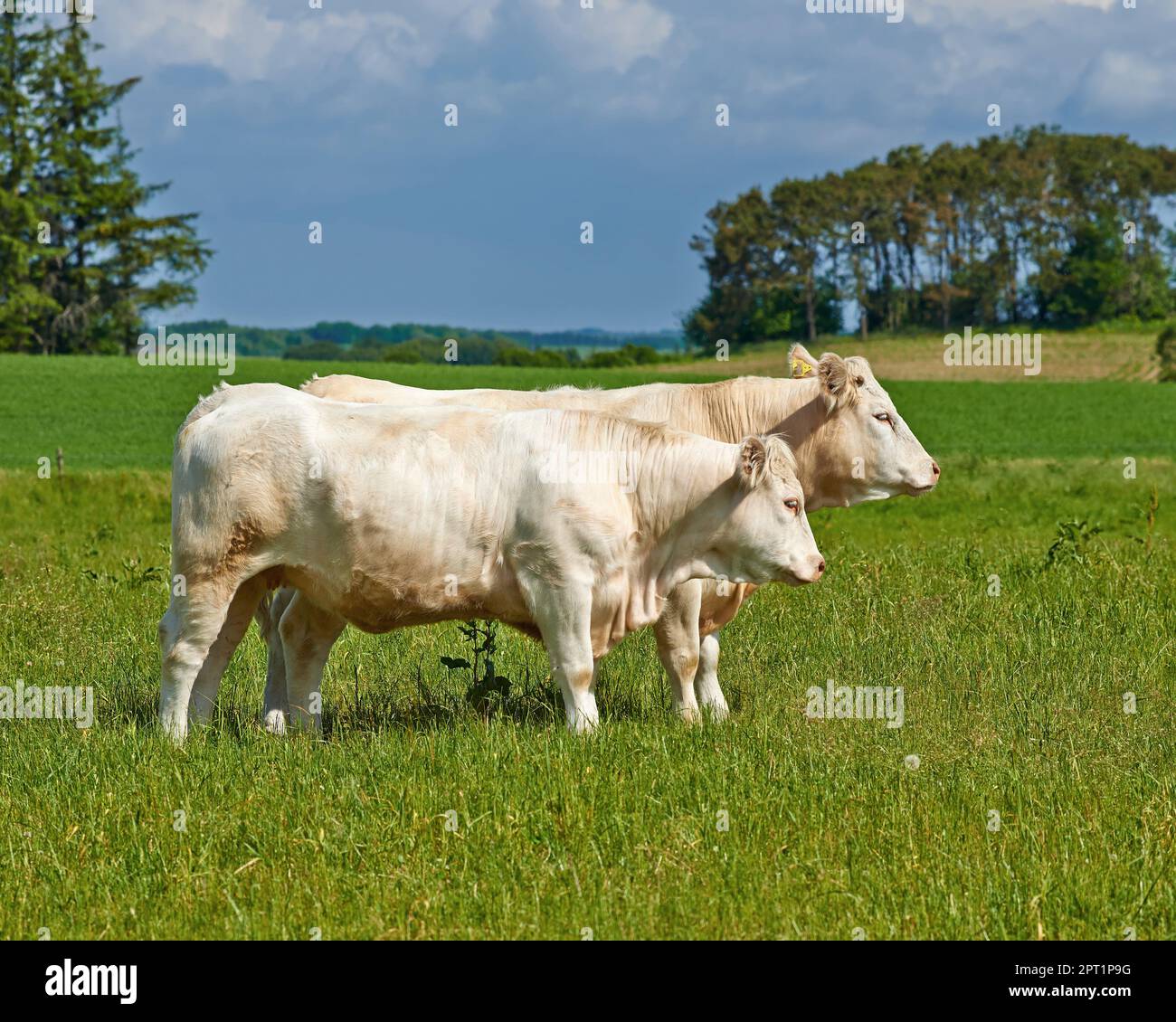 Bovini Charolais. Una mandria di bovini Charolais che pascolano in un pascolo in Danimarca Foto Stock