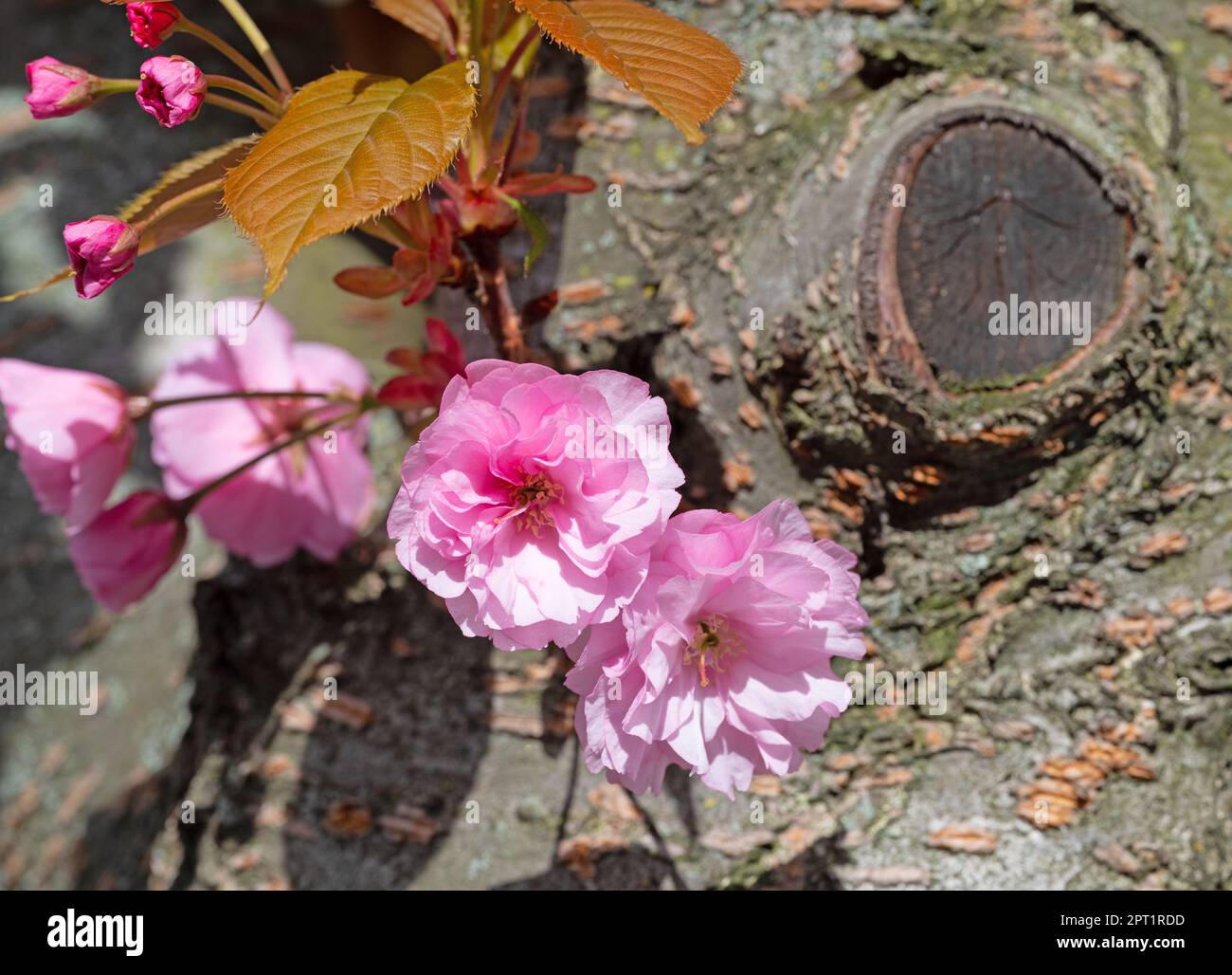 Spicchio giapponese ciliegia, Prunus serrulata, fioritura in primavera Foto Stock