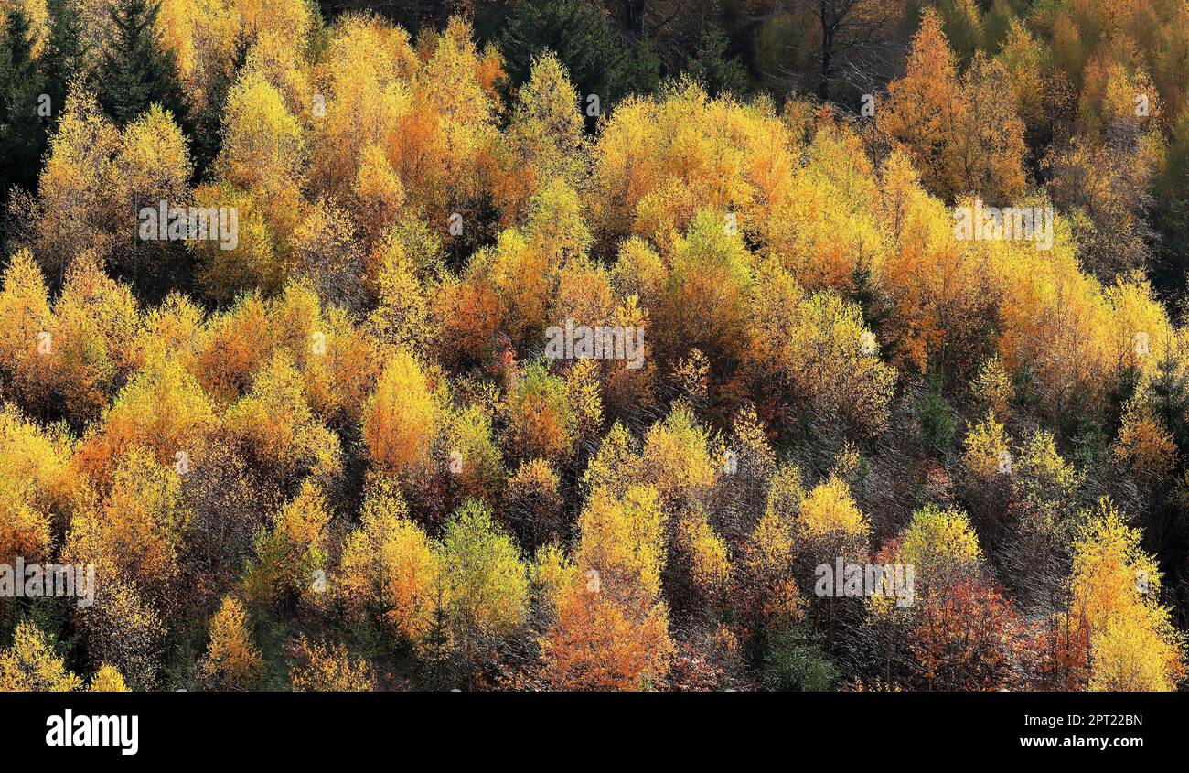 Foresta di larici nel fogliame autunnale nella riserva naturale Arnsberger Wald, Renania settentrionale-Vestfalia, Germania, nei pressi dell'Hellefelder Höhe. Foto Stock