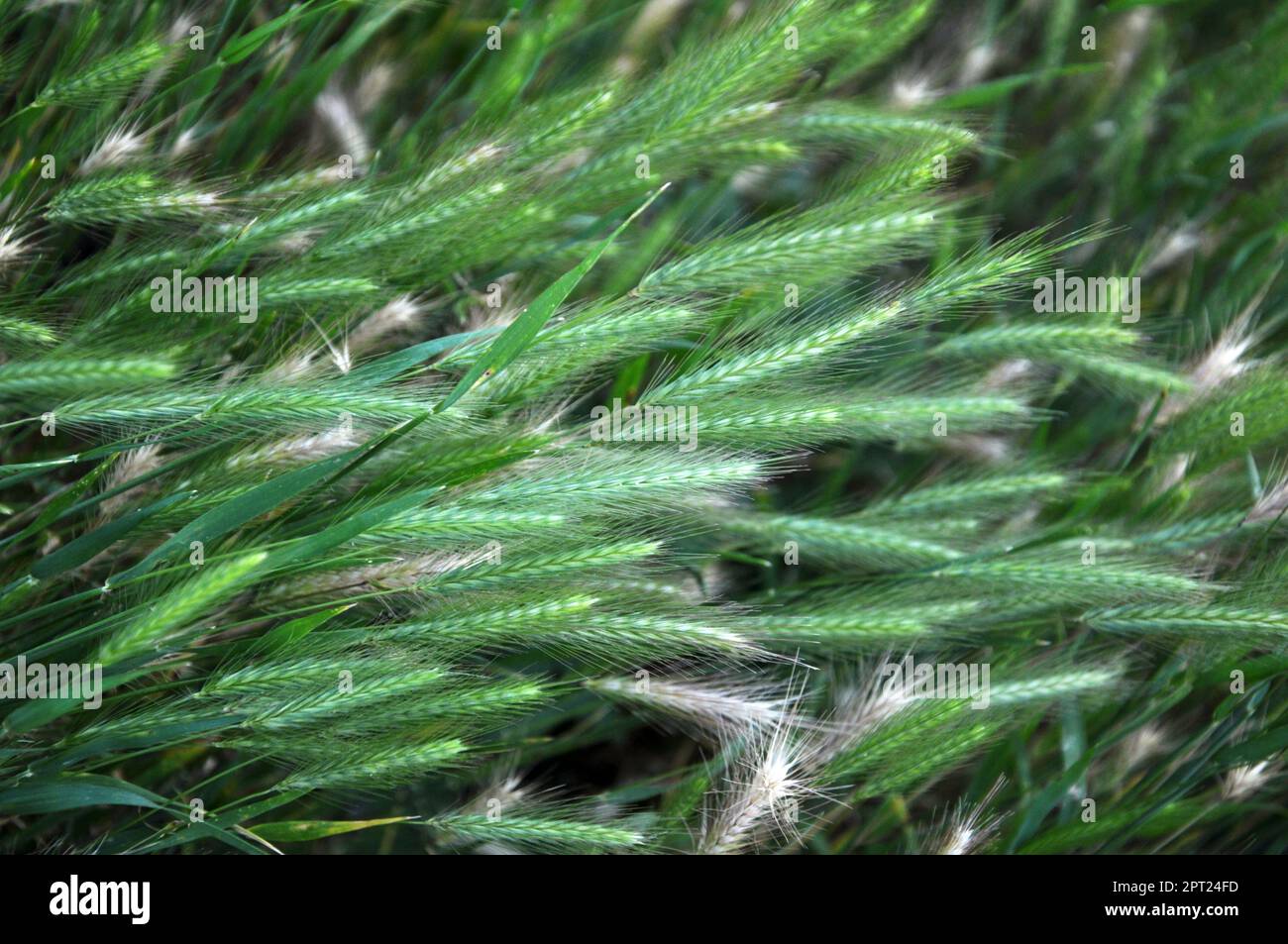 In natura, come un'erba cresce orzo (Hordeum murinum) Foto Stock