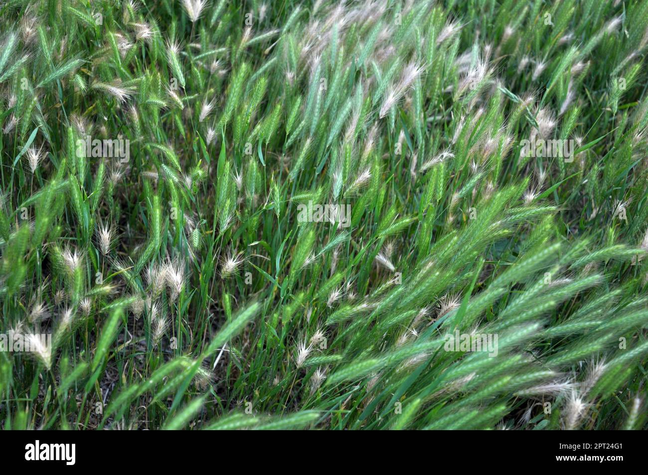 In natura, come un'erba cresce orzo (Hordeum murinum) Foto Stock