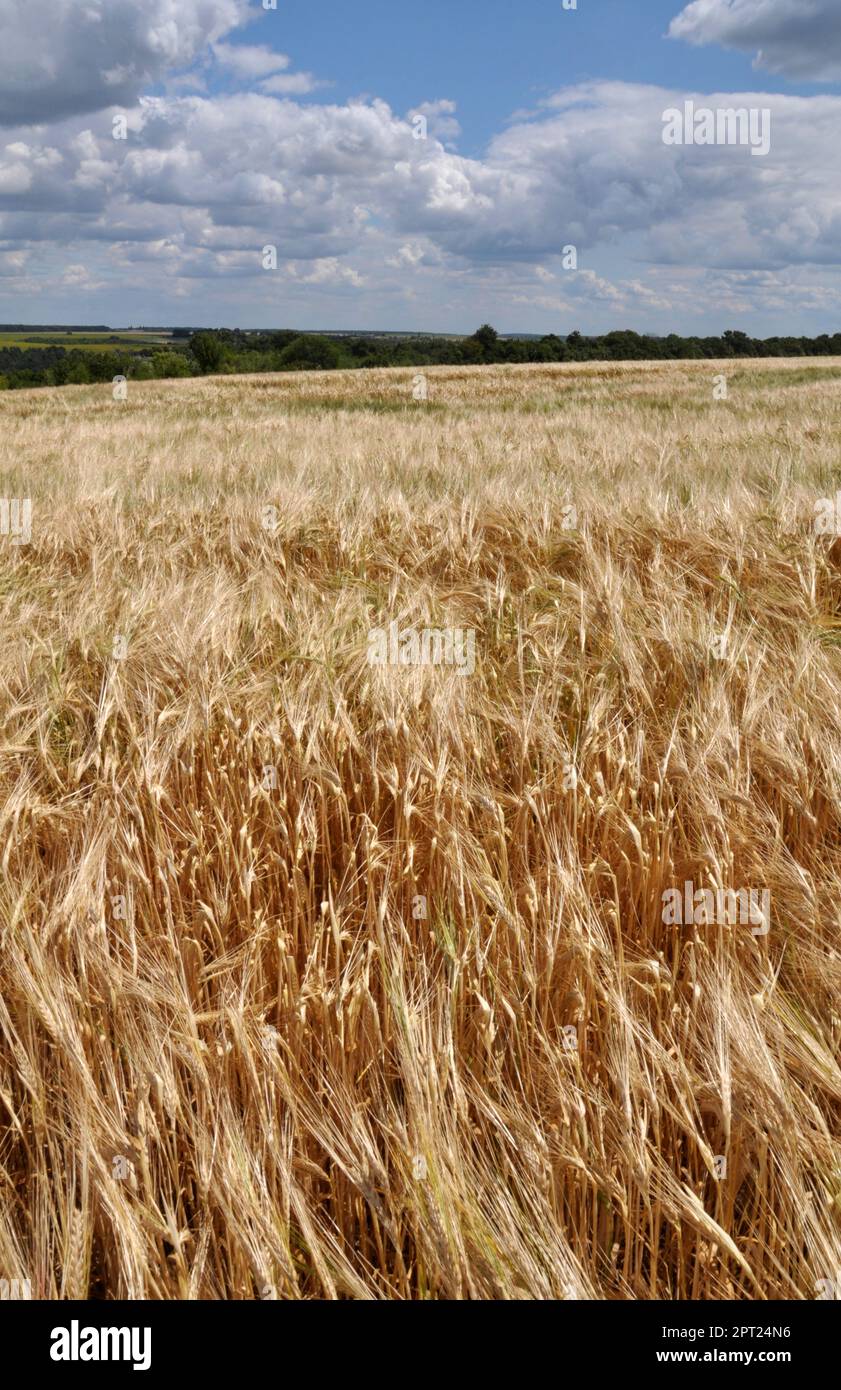 Paesaggio agricolo estivo con orzo su un campo agricolo Foto Stock
