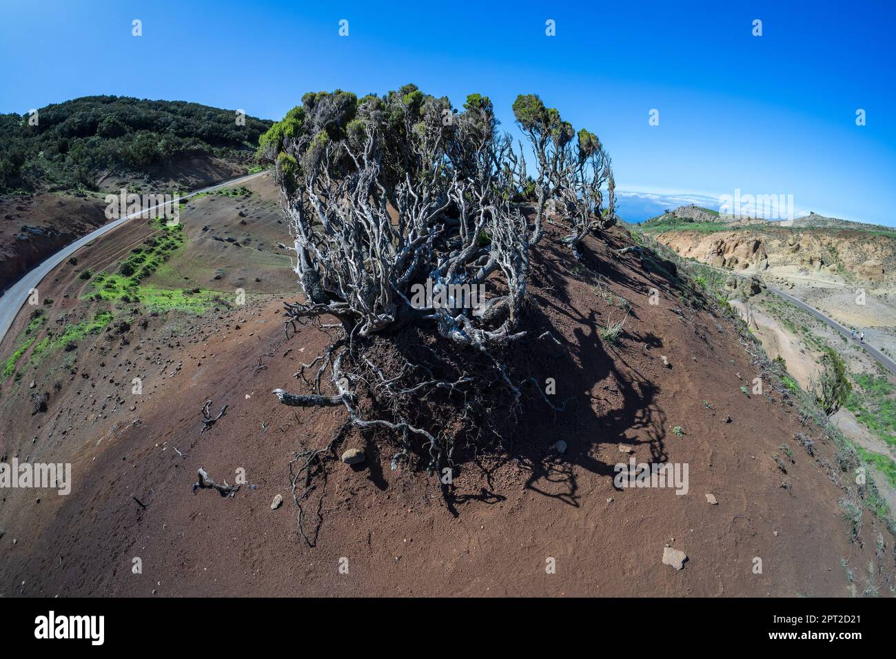 "Paesaggio lunare" sul Teno Upland (Paisaje Lunar en Teno Alto). Tenerife. Isole Canarie. Spagna. Foto Stock