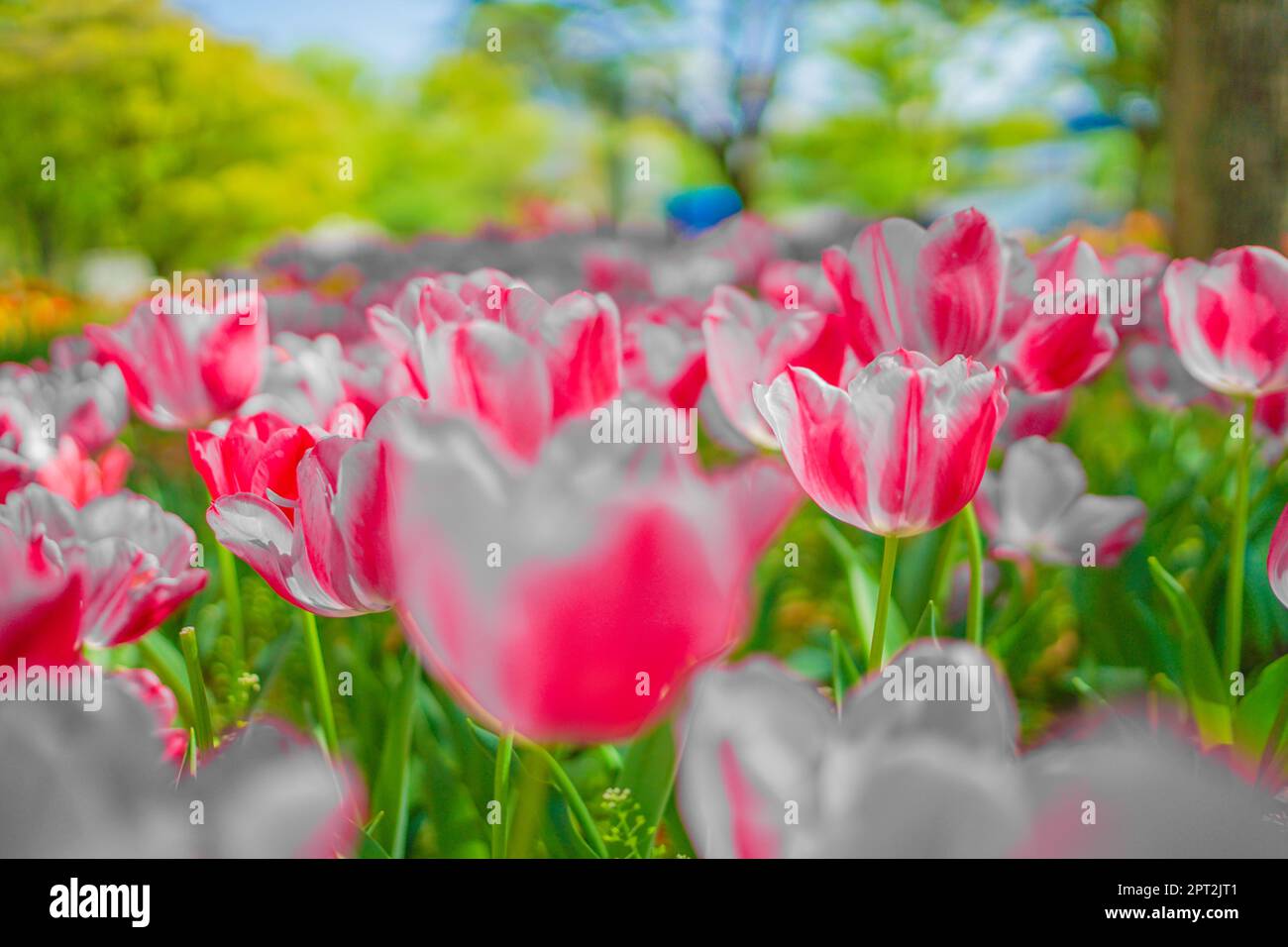 Un sacco di tulipani rosa. Luogo di tiro: Naka -ku, Yokohama -shi Foto Stock