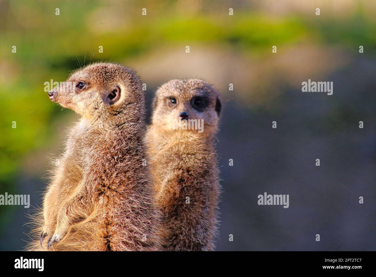 meerkat in guardia (Suricata suricatta) meerkat Foto Stock