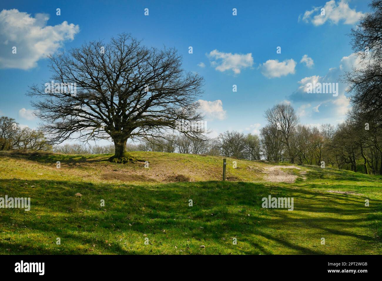 Alte Eiche im Naturschutzgebiet bei Meppen Foto Stock