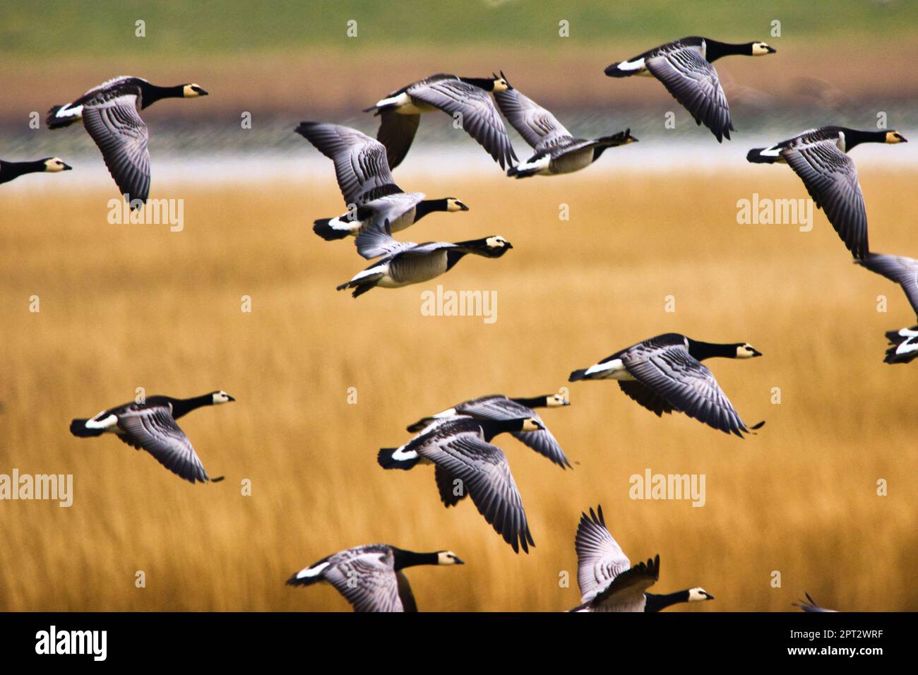 Oche selvatiche che volano su Foto Stock