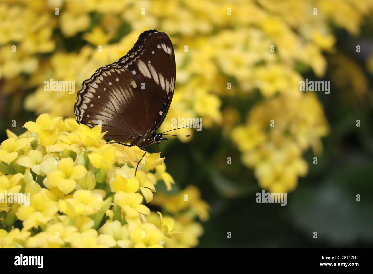 Farfalla comune di mosca dell'uovo sui fiori gialli Foto Stock