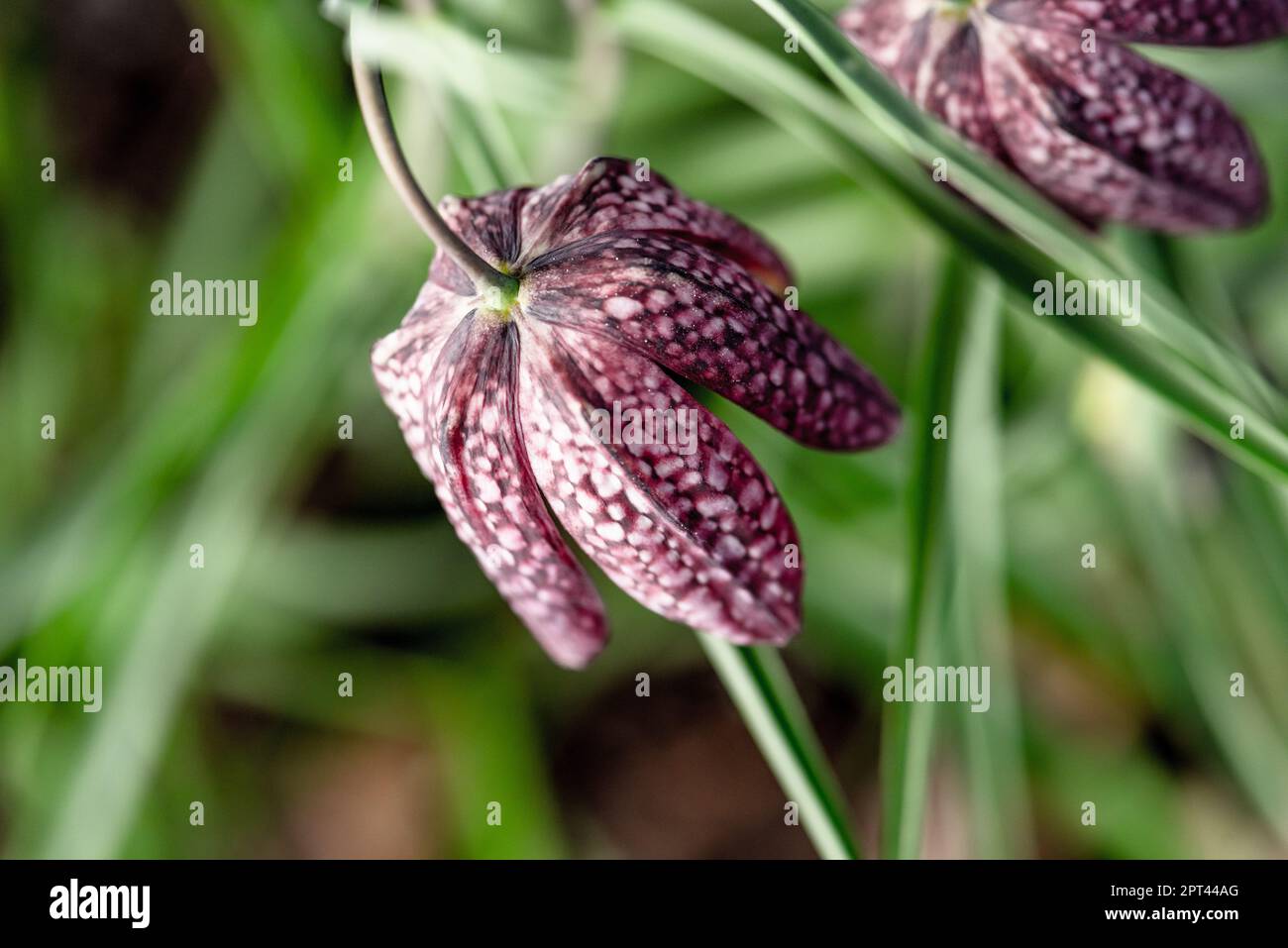 Testa di serpente Fritillaria meleagris fiorente all'inizio della primavera Foto Stock