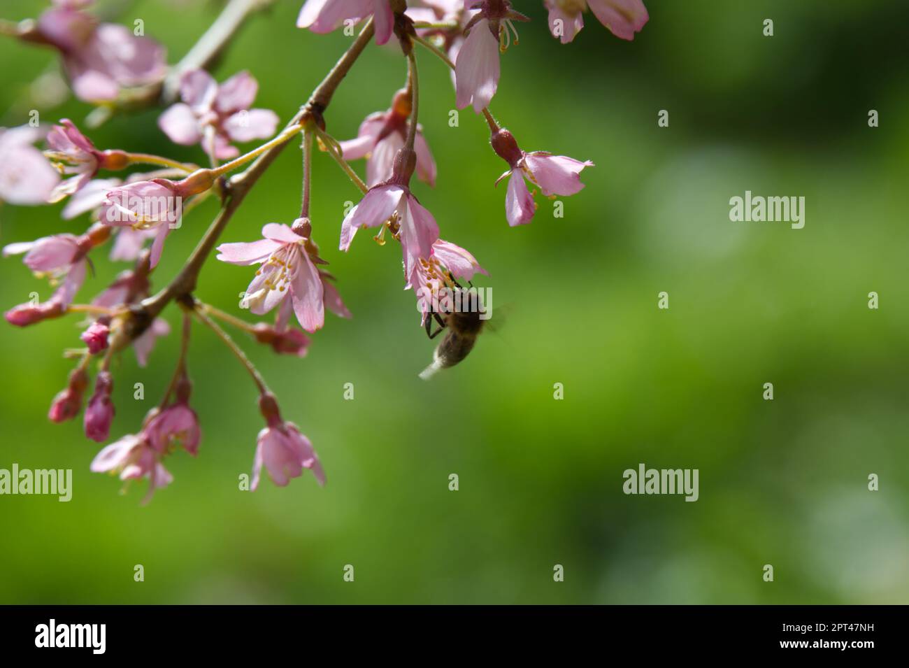 Fiore di primavera rosa pallido di Cherry Tree piangente, Pendula Pendula Rubra albero, con api, nel giardino del Regno Unito aprile Foto Stock