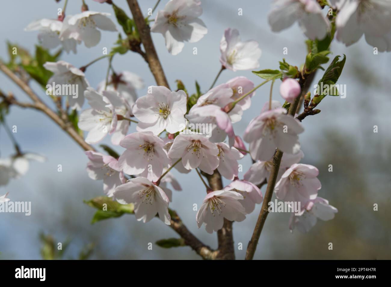 Fiore di primavera bianco di Yoshino Cherry Tree fiorito, Prunus x yedoensis, nel giardino del Regno Unito aprile Foto Stock