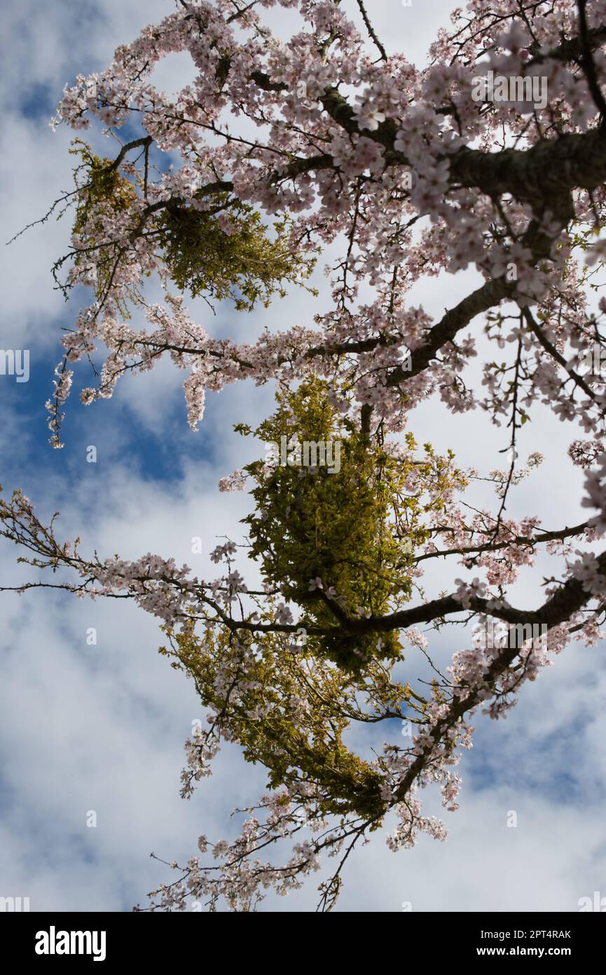 Prunus pandora blossom immagini e fotografie stock ad alta risoluzione -  Alamy