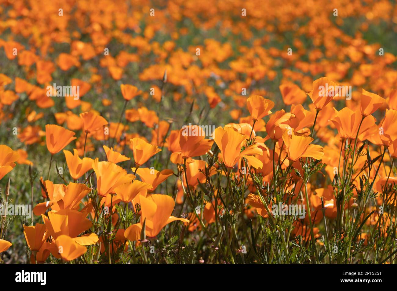 Il paesaggio dei papaveri della California durante la Super Bloom 2019 Foto Stock