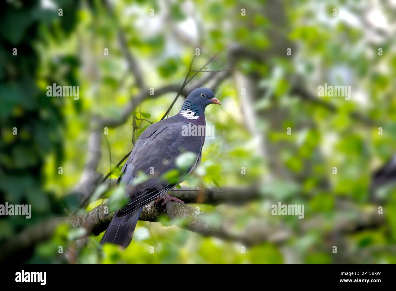 Un piccione di legno siede sul ramo di un albero di betulla, protetto dal verde delle foglie. Foto Stock