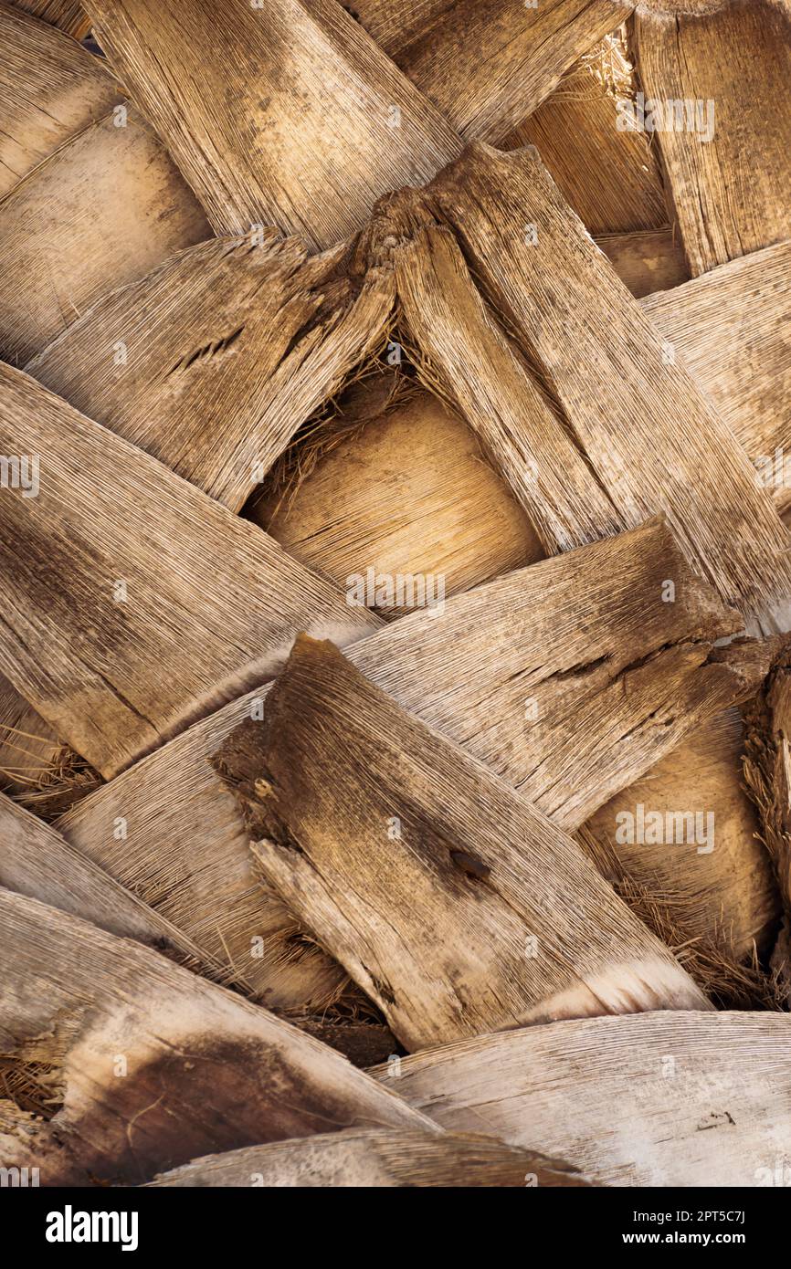 Primo piano con corteccia di palme Foto Stock