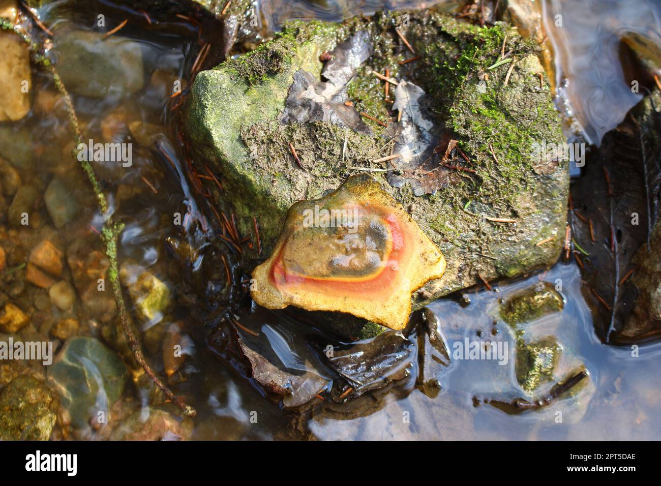 Pietra bagnata da un ruscello con un motivo concentrico-zonale - anelli Liesegang Foto Stock