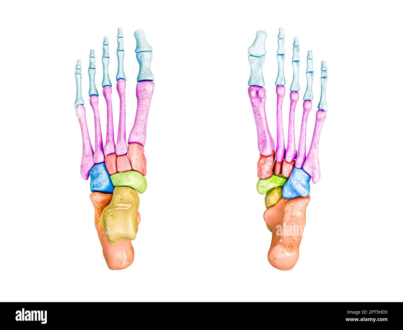 Ossa dei piedi vista inferiore e superiore etichettata con colori 3D rendering illustrazione isolato su bianco con spazio copia. Anatomia scheletrica umana, medica Foto Stock