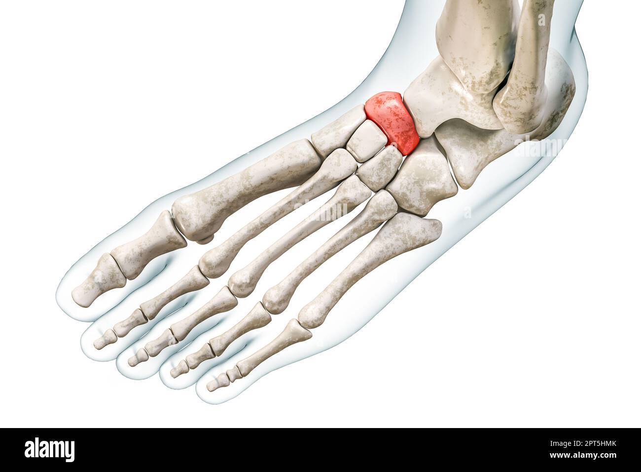 Osso tarsico navicolare in rosso con corpo 3D raffigurante isolato su bianco con spazio copia. Anatomia dello scheletro umano e del piede, diagramma medico, Foto Stock