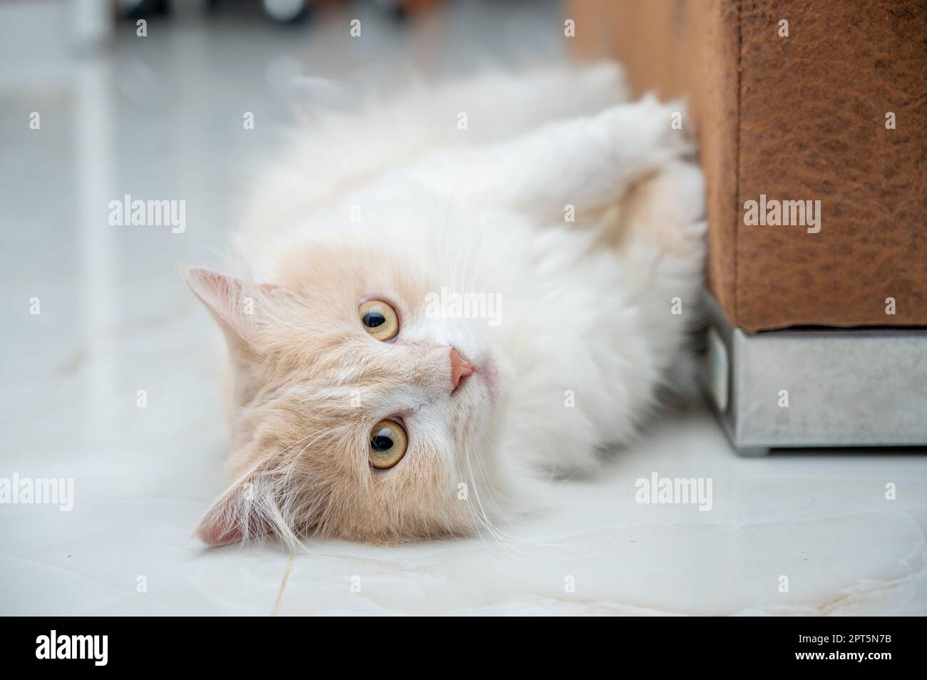 Gatto persiano bianco e marrone con un viso carino. Foto Stock