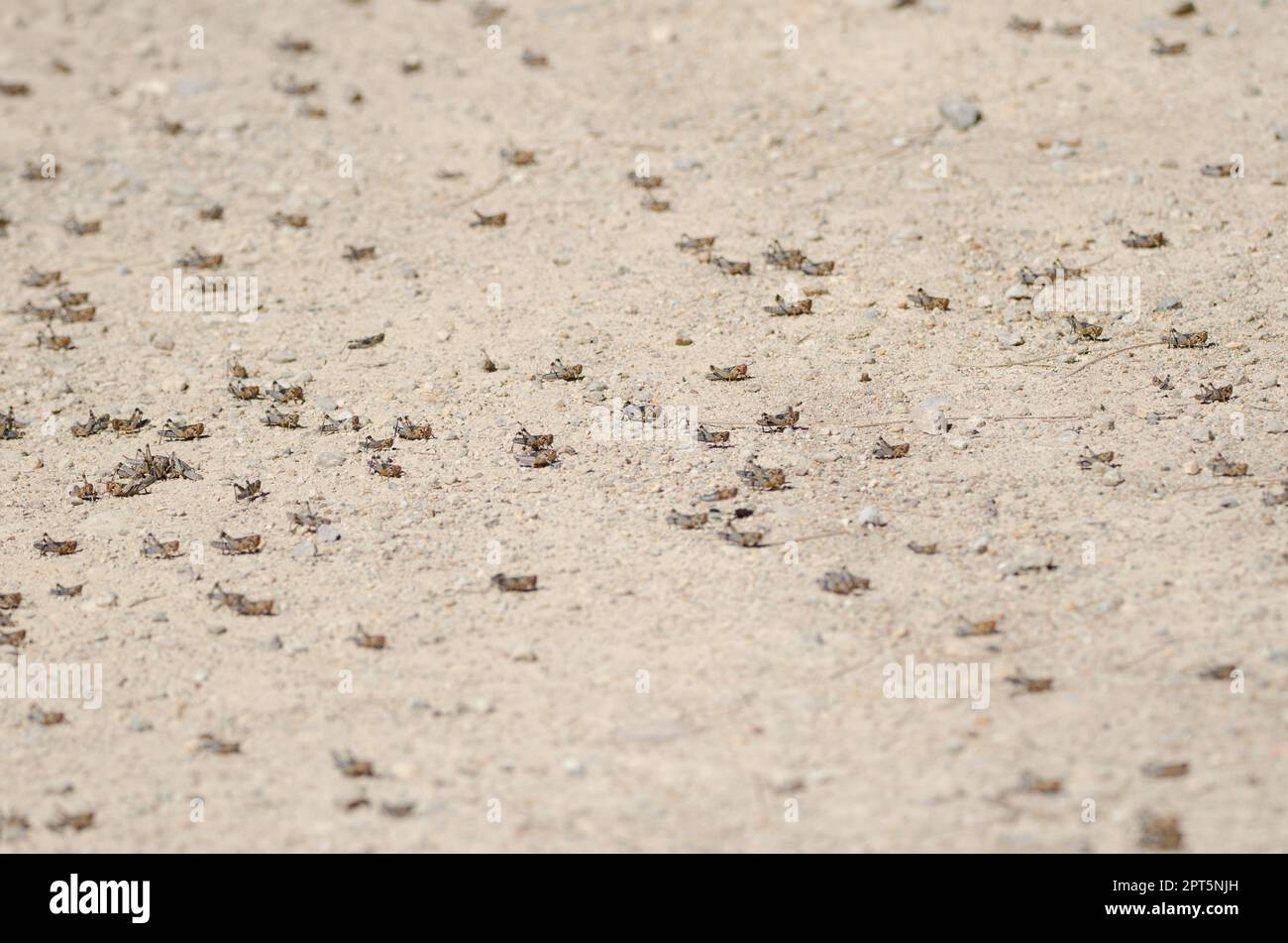 Ninfe di locusta marocchina Dociostaurus maroccanus. Cruz de Pajonales. Riserva Naturale integrale di Inagua. Tejeda. Gran Canaria. Isole Canarie. Spagna. Foto Stock