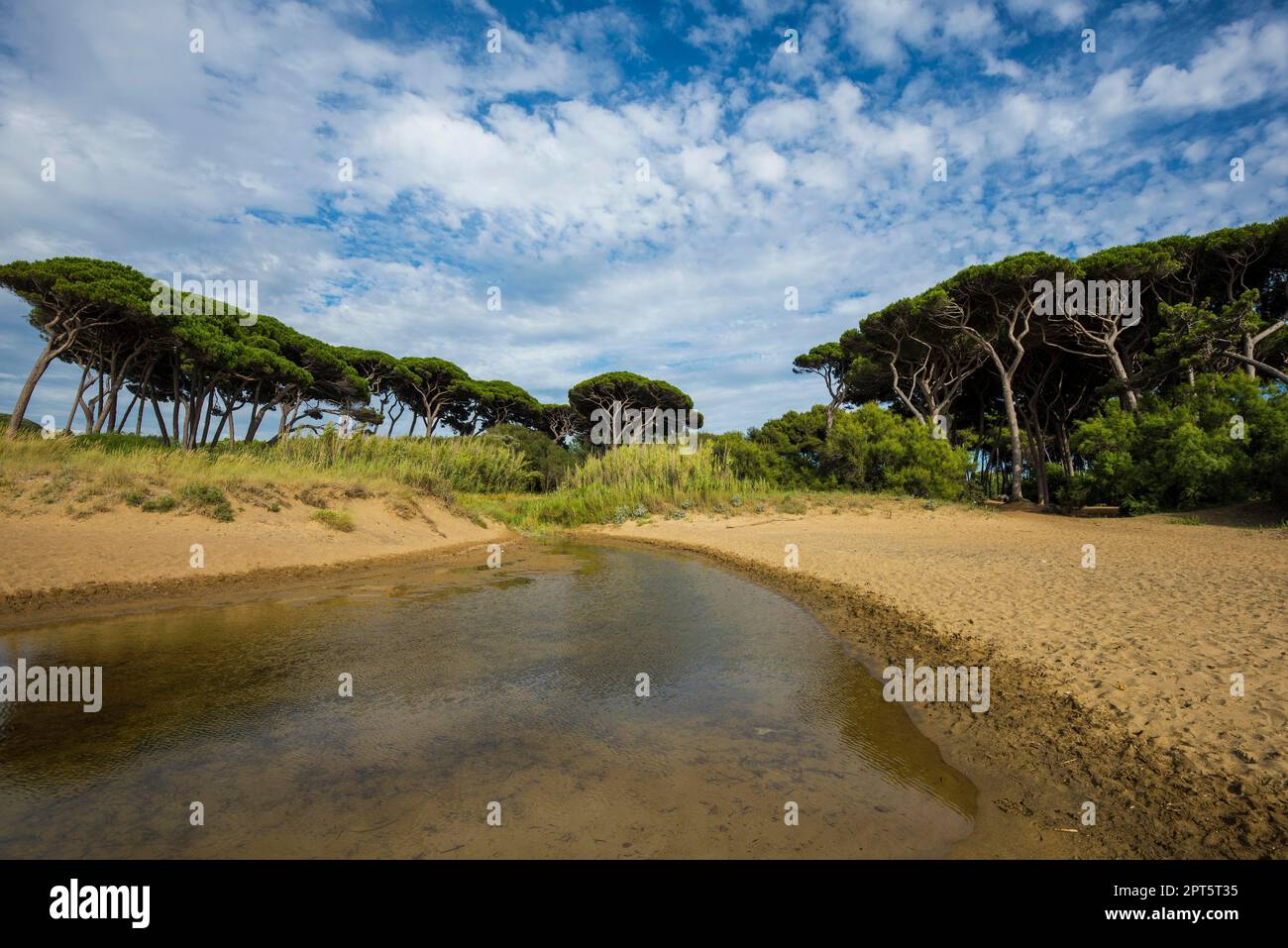 Spiaggia e pini antichi, Spiaggia di Baratti, Baratti, vicino Piombino, Maremma, Provincia di Livorno, Toscana, Italia Foto Stock