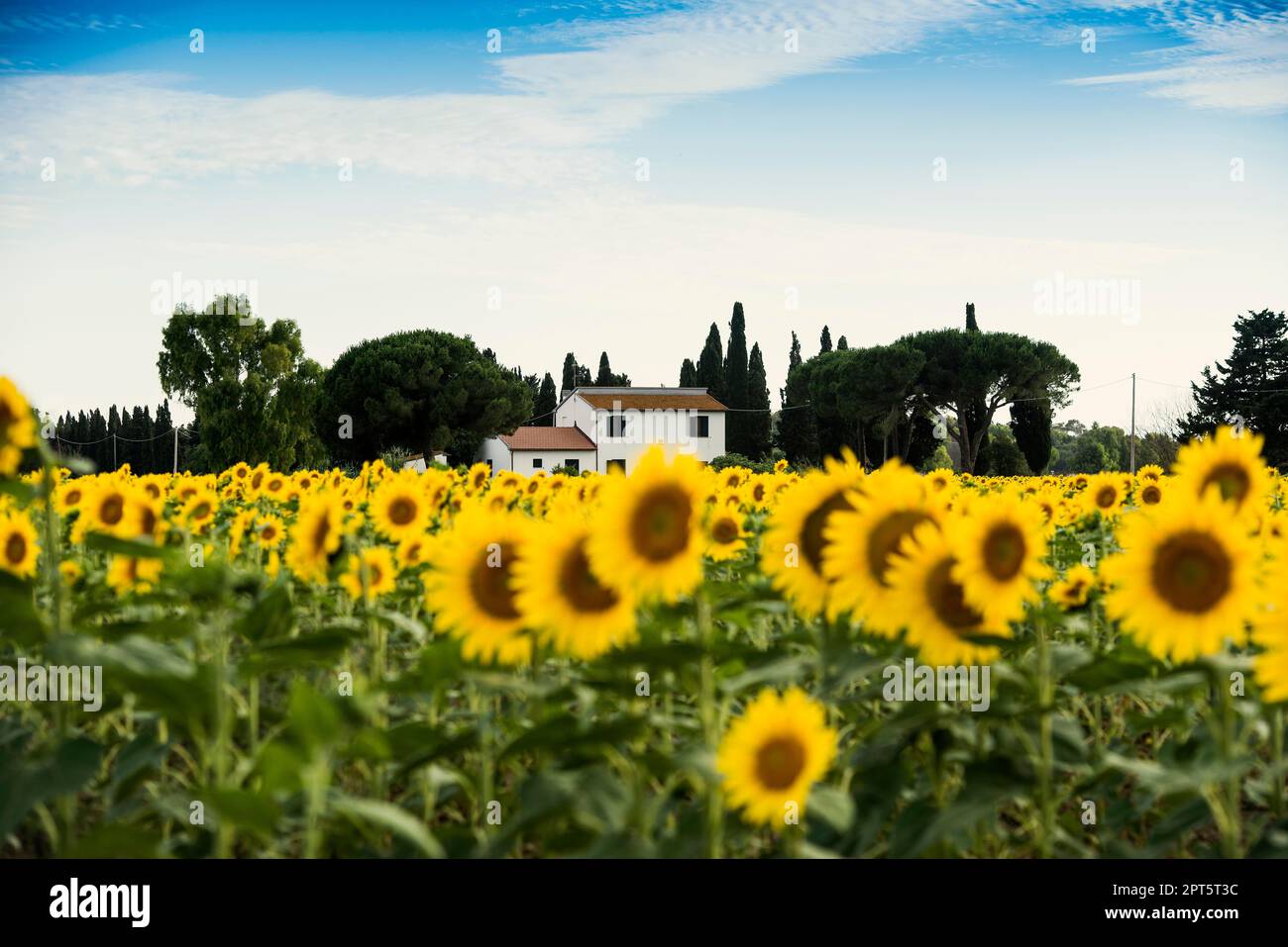 Campo di girasole, vicino Piombino, provincia di Livorno, Toscana, Italia Foto Stock