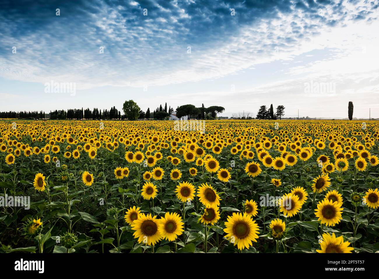 Campo di girasole e cipressi, nei pressi di Piombino, provincia di Livorno, Toscana, Italia Foto Stock