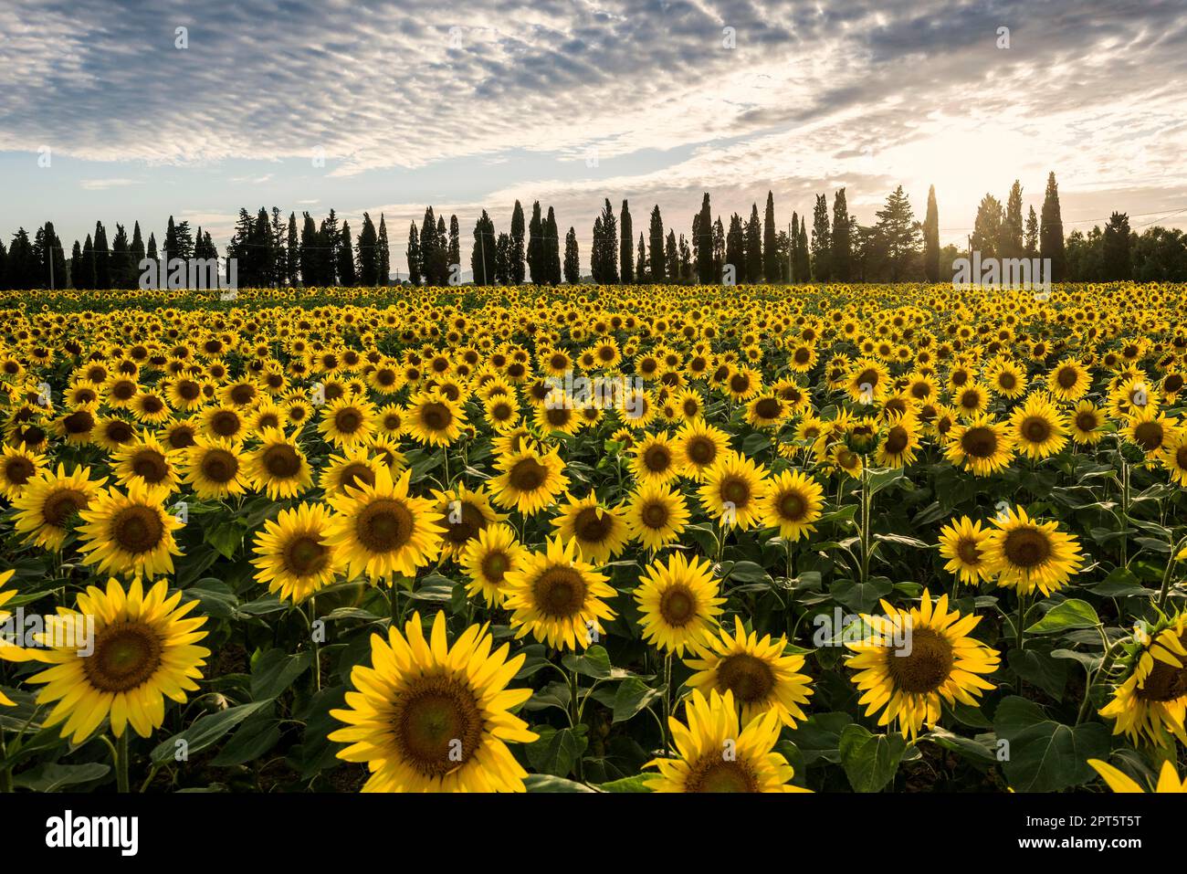 Campo di girasole e cipressi, nei pressi di Piombino, provincia di Livorno, Toscana, Italia Foto Stock