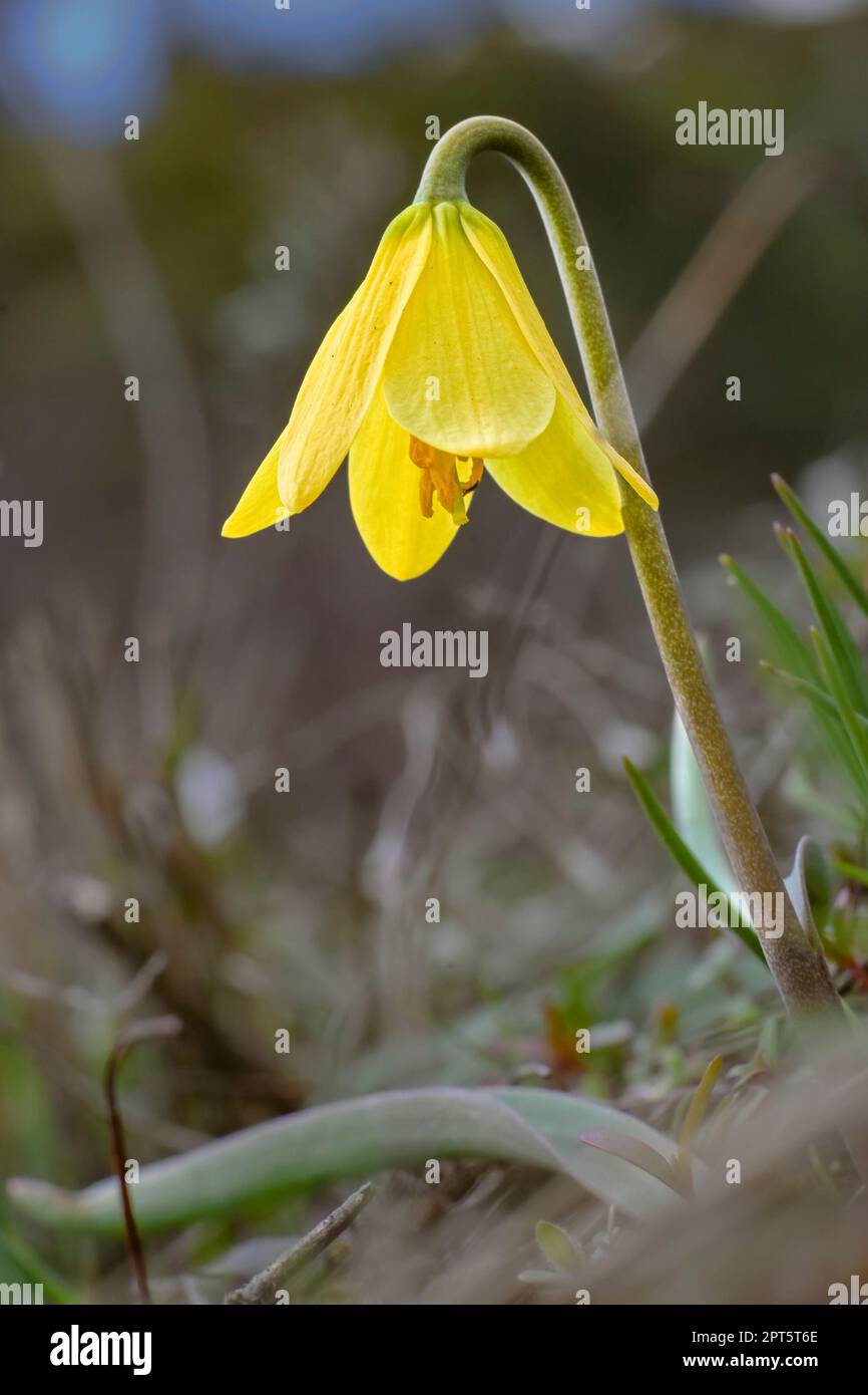 Campana gialla, fritillario giallo, Fritillaria pudica, fiore selvatico Foto Stock