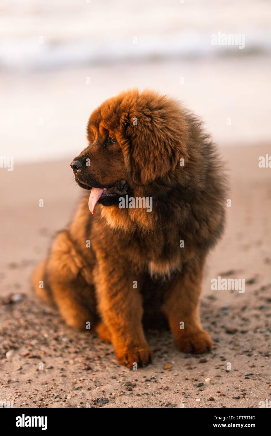 Chiwa- cucciolo di mastiff tibetano rosso sulla spiaggia Foto Stock