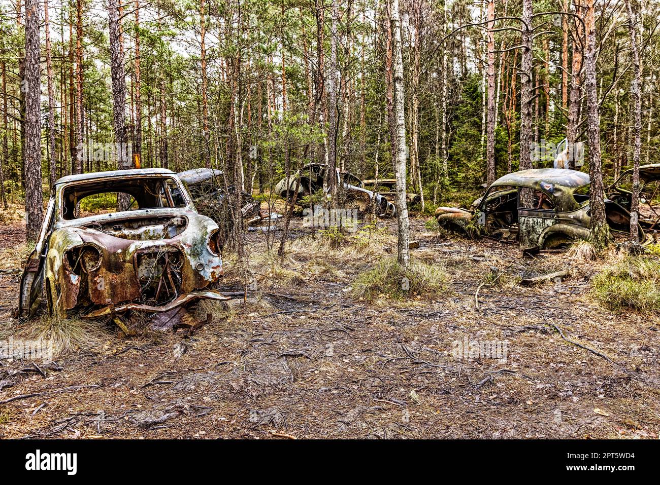 Cimitero automobilistico nel mezzo della foresta vicino a Ryd, Svezia meridionale Foto Stock