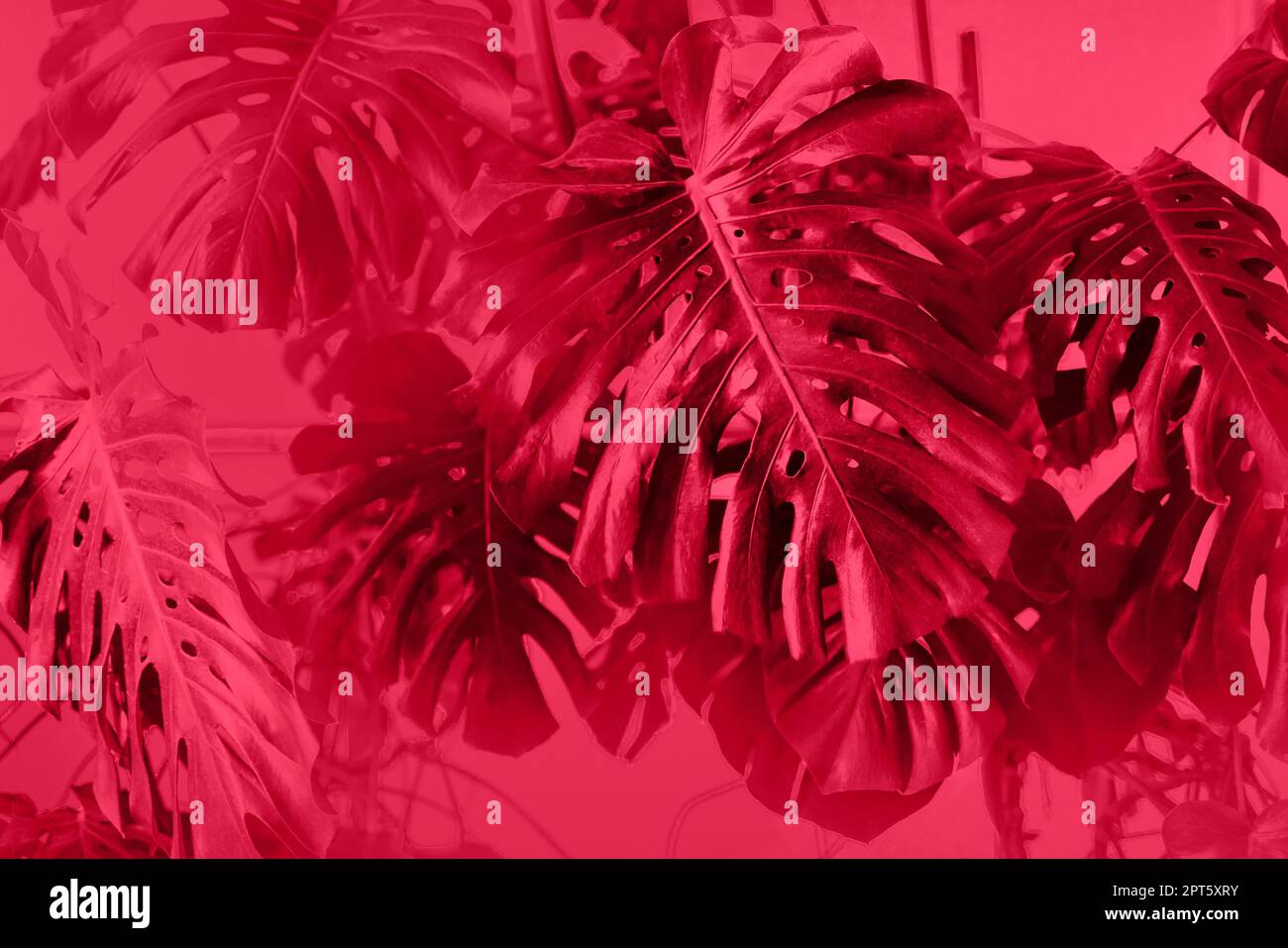 Giungla tropicale foglie sfondo, Monstera Deliciosa foglia su muro con neon verde, natura floreale foresta pianta modello concetto sfondo, orizzontale Foto Stock