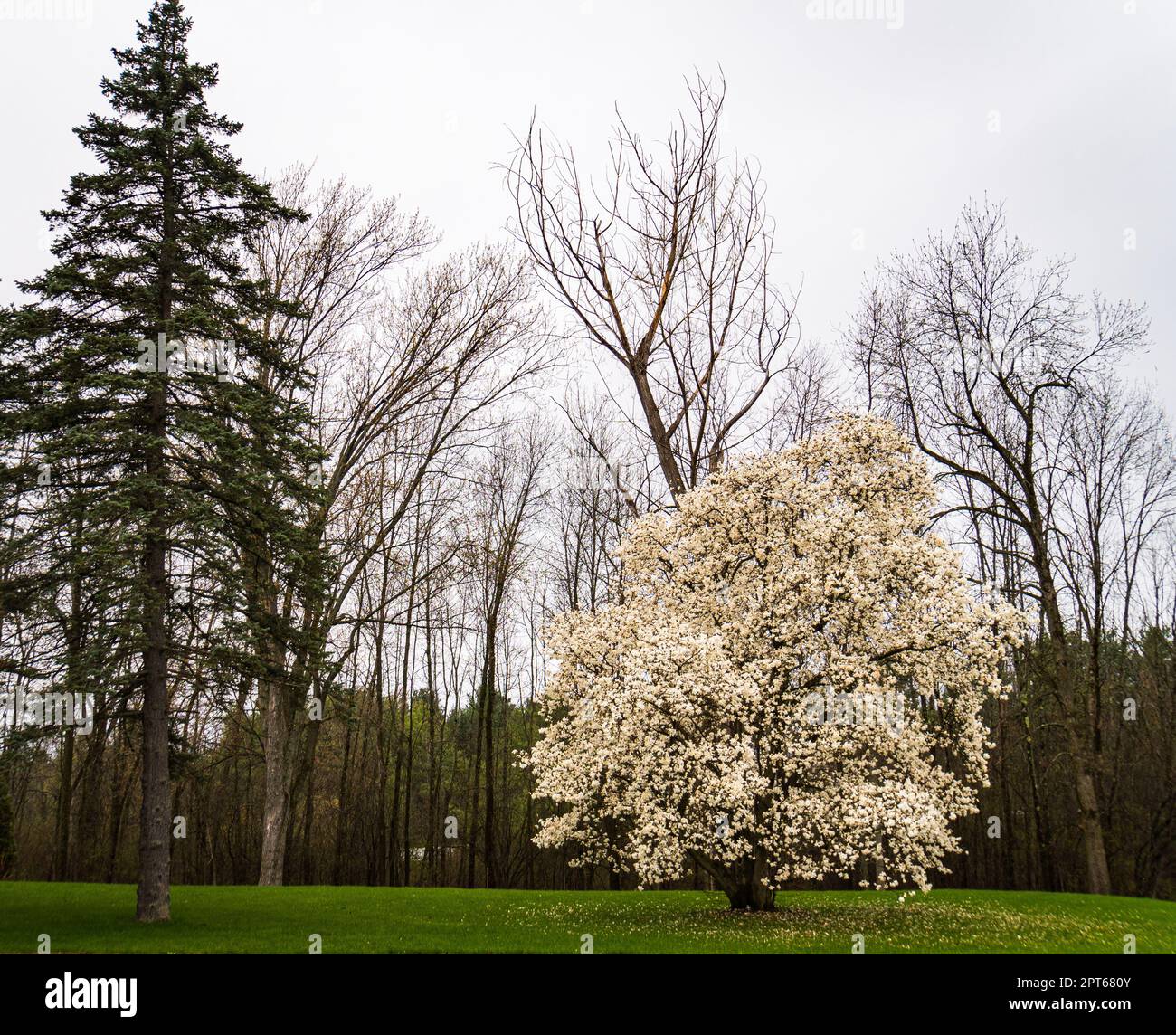 Albero di magnolia pieno di fiori bianchi : un primo segno di primavera in Vermont Foto Stock