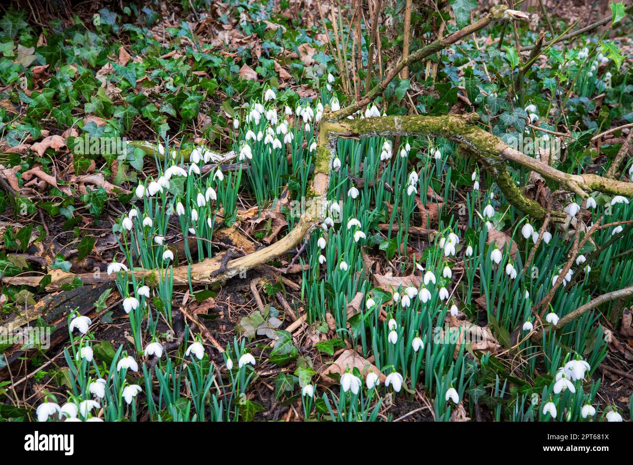 Nevicate all'inizio della primavera, Wensleydale, North Yorkshire. Nevicate che crescono selvatiche nel bosco nel mese di febbraio. Foto Stock