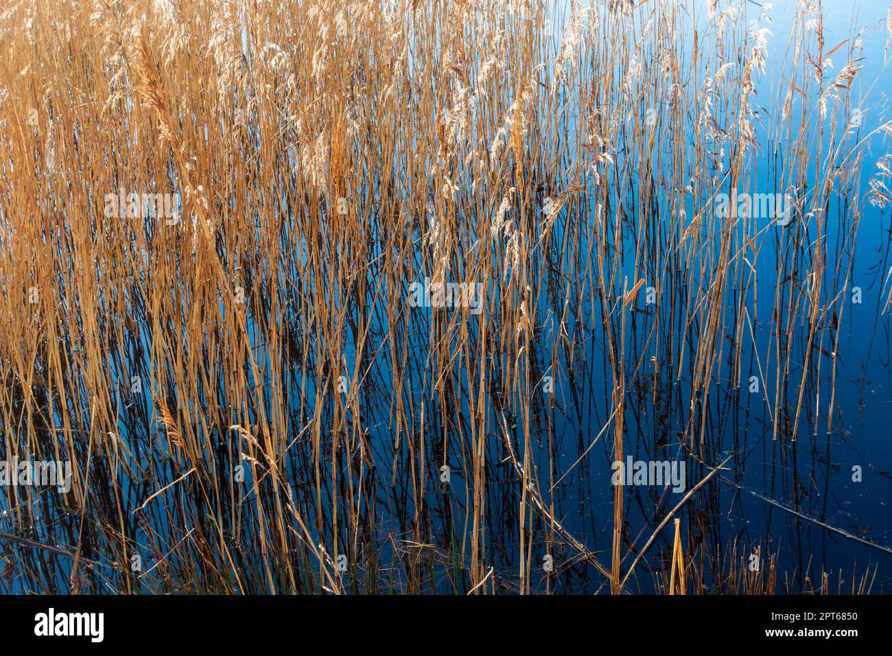 Salpalude su Walney Island, Cumbria Foto Stock