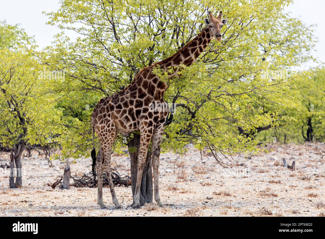Giraffe (Giraffa), Etosha-Nationalpark, Namibia Foto Stock