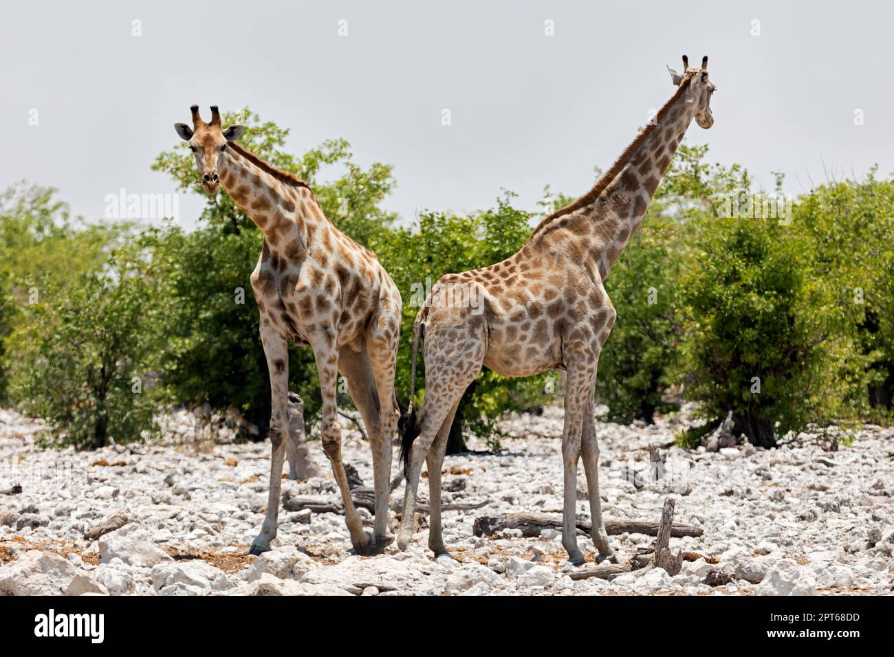 Giraffe (Giraffa), Parco Nazionale Etosha, Namibia Foto Stock